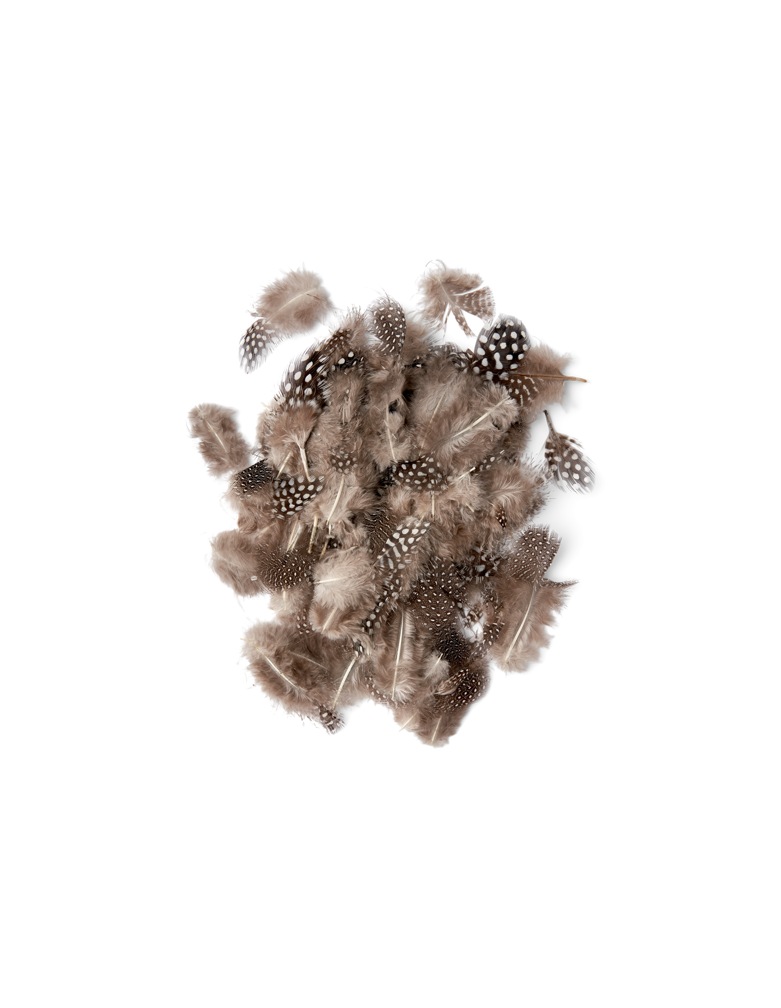 Feathers Guinea fowl. 5 g.