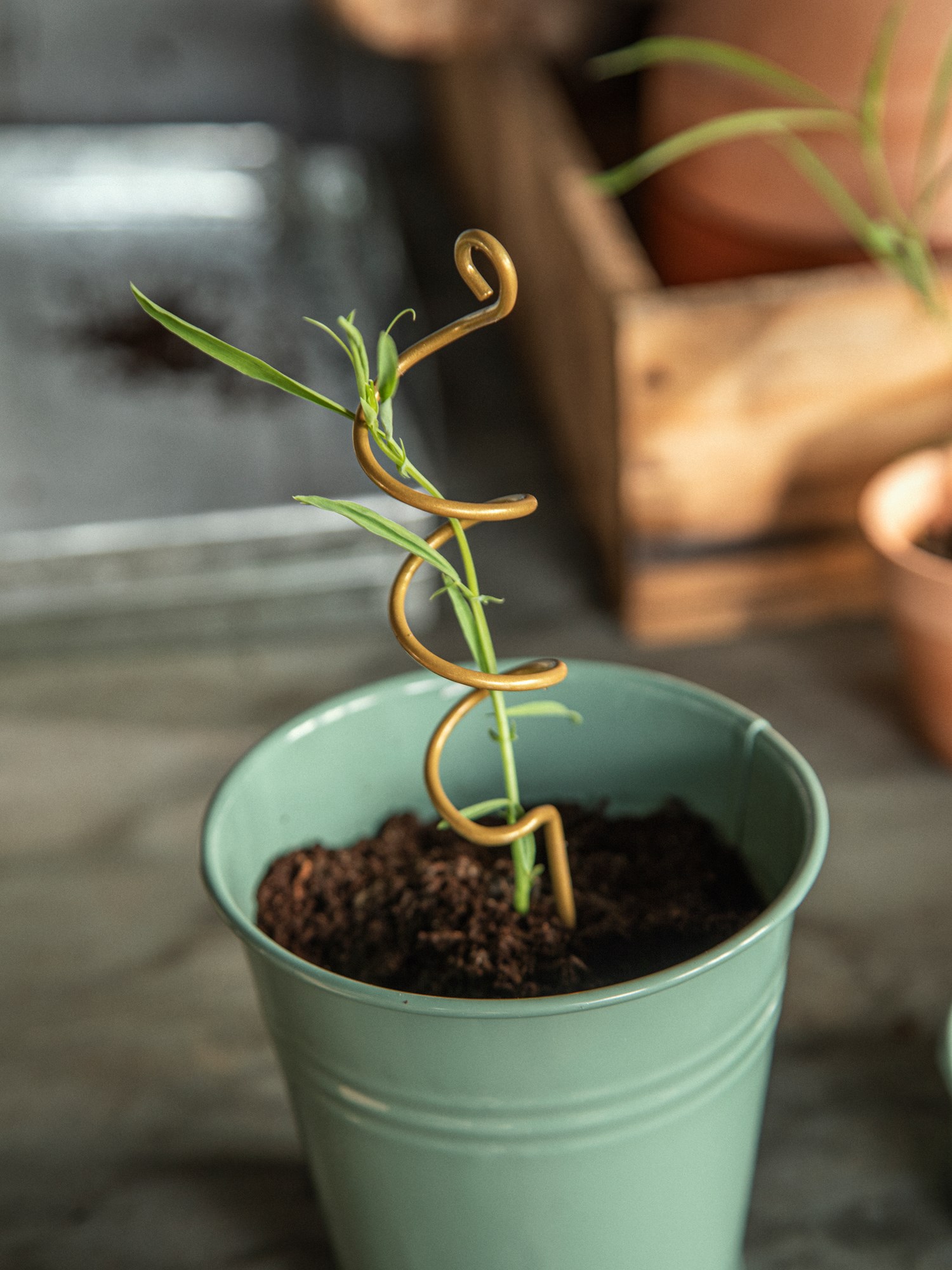 Plant support stick Iron. 8.5 x 17.7 cm.