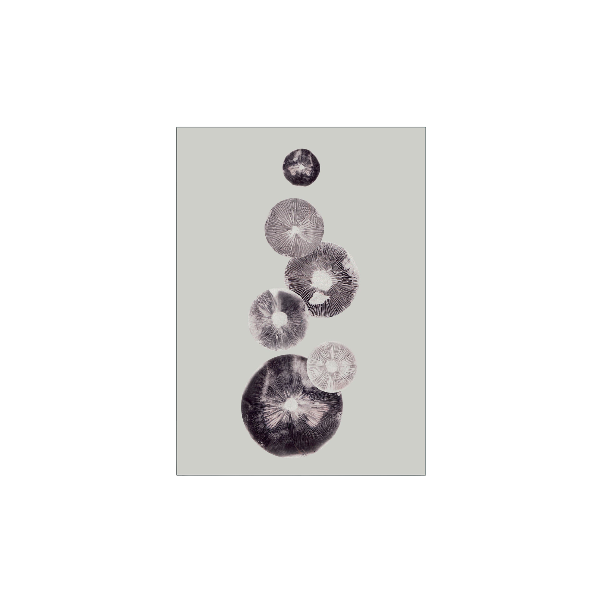 Poster Mushroom - 4 Grey 40 x 50 Pernille Folcarelli.