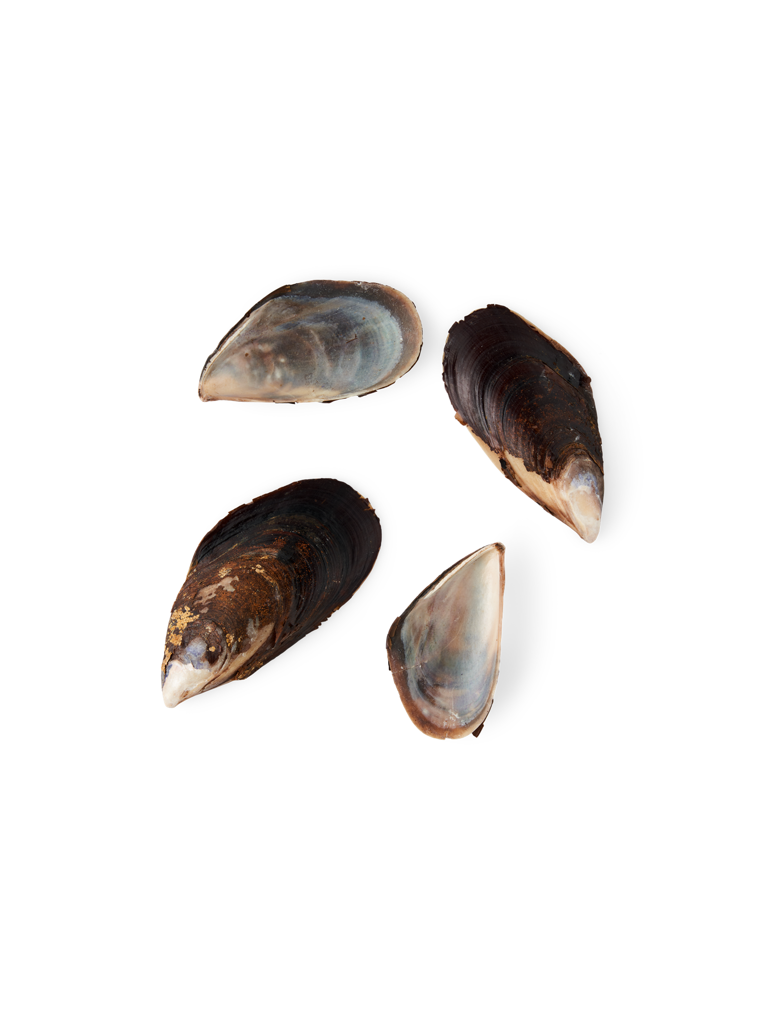 Blue mussels 8-9 cm. 4 pcs.