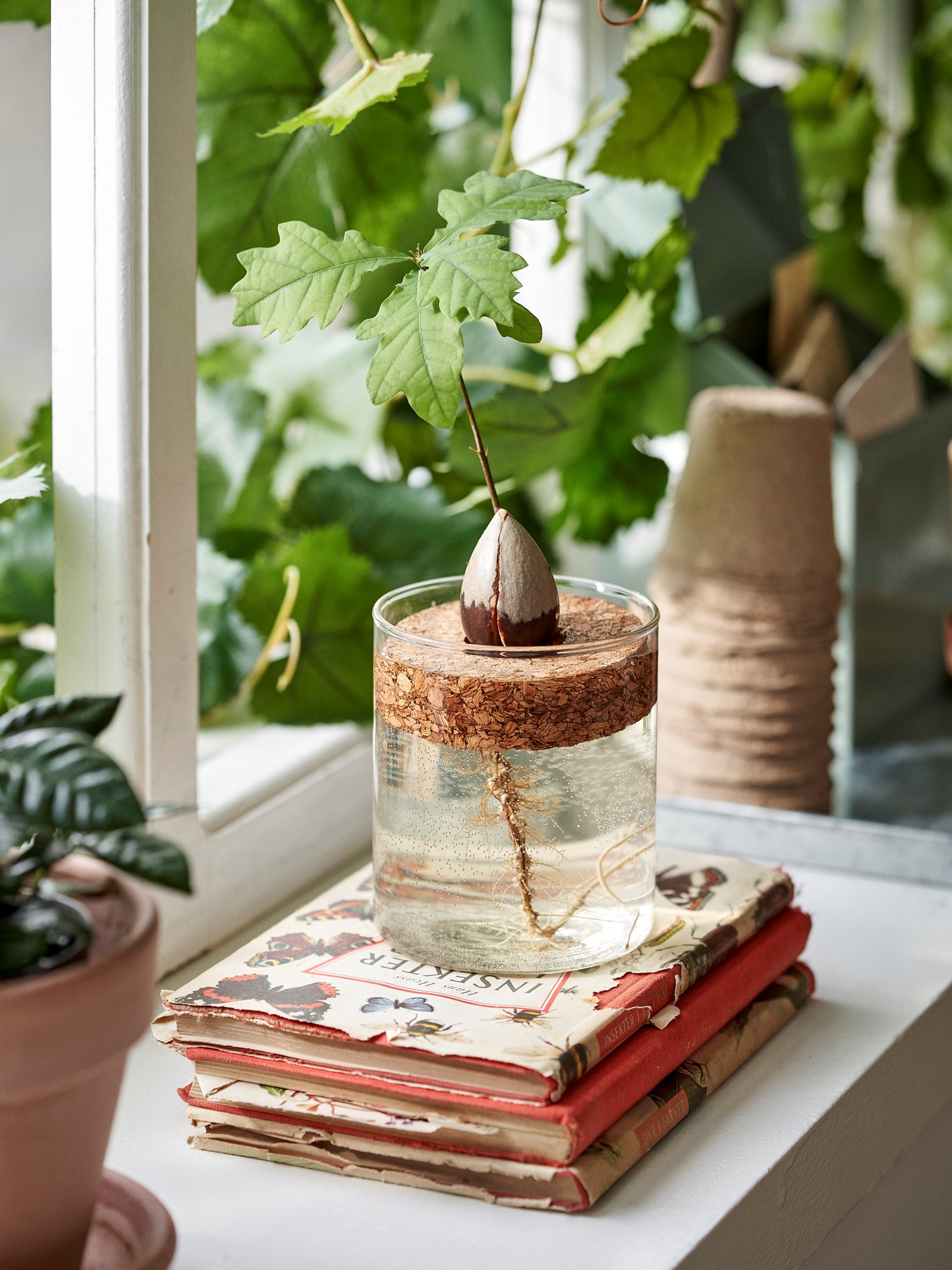 Avocado growing set Glass/cork. Ø8.4 x 10 cm.