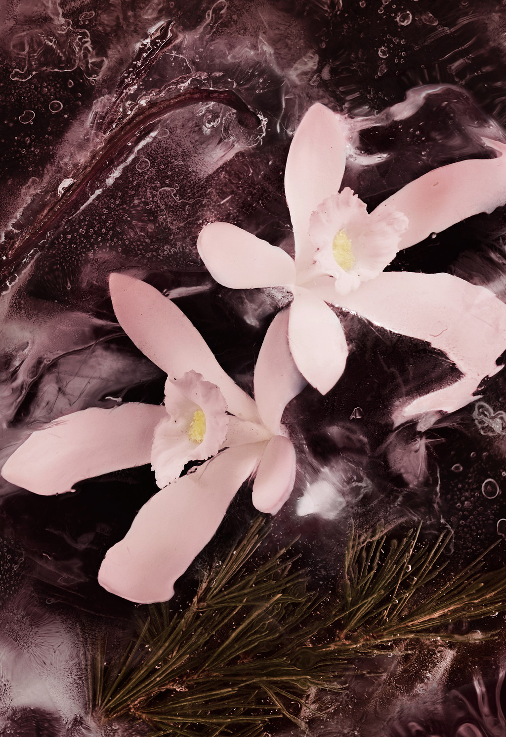 Haute Montagne 6.7 Fl.Oz.