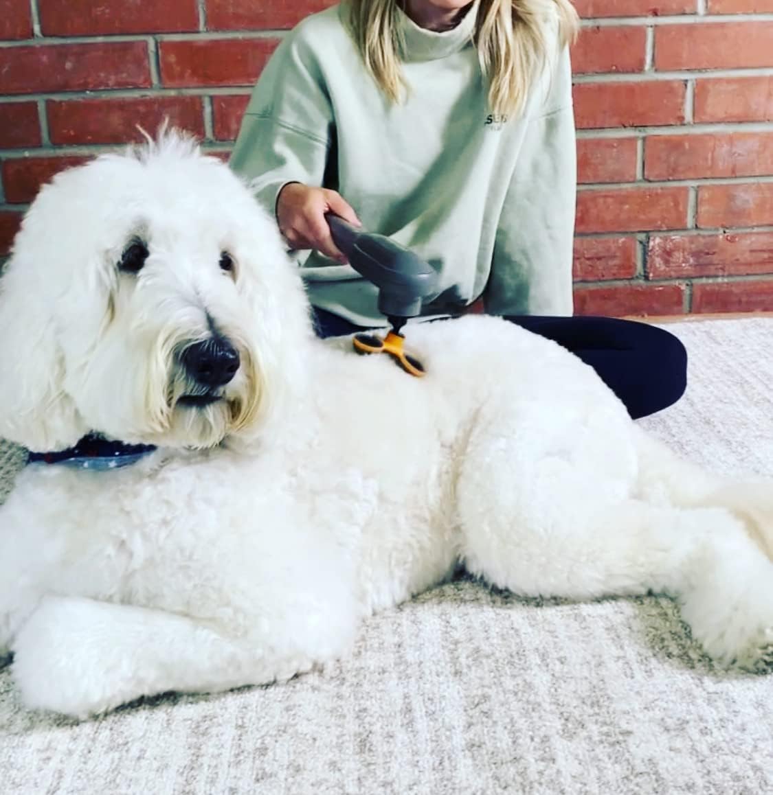 PAW WAVE PERK Percussion Pet Massager for Dogs and Cats Designed to Help Massage Muscle Tightness, Improve Mobility and Recovery