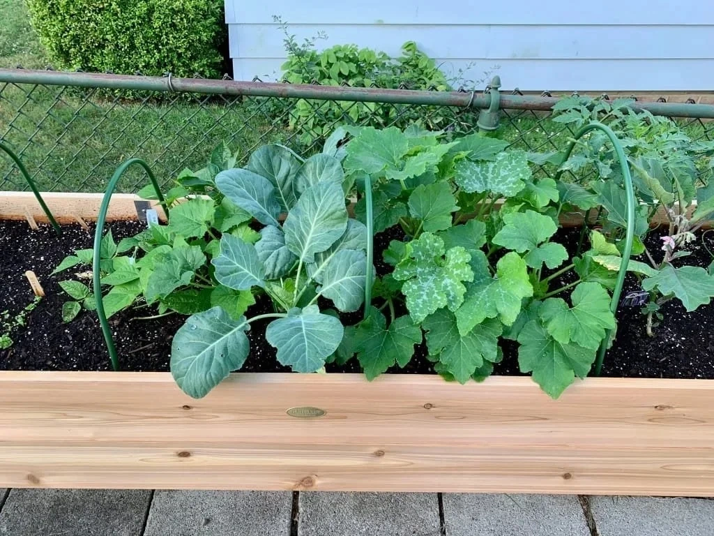 🎍Heavy Duty Standing Garden Planters for Outdoor❤️(2' x 8' )