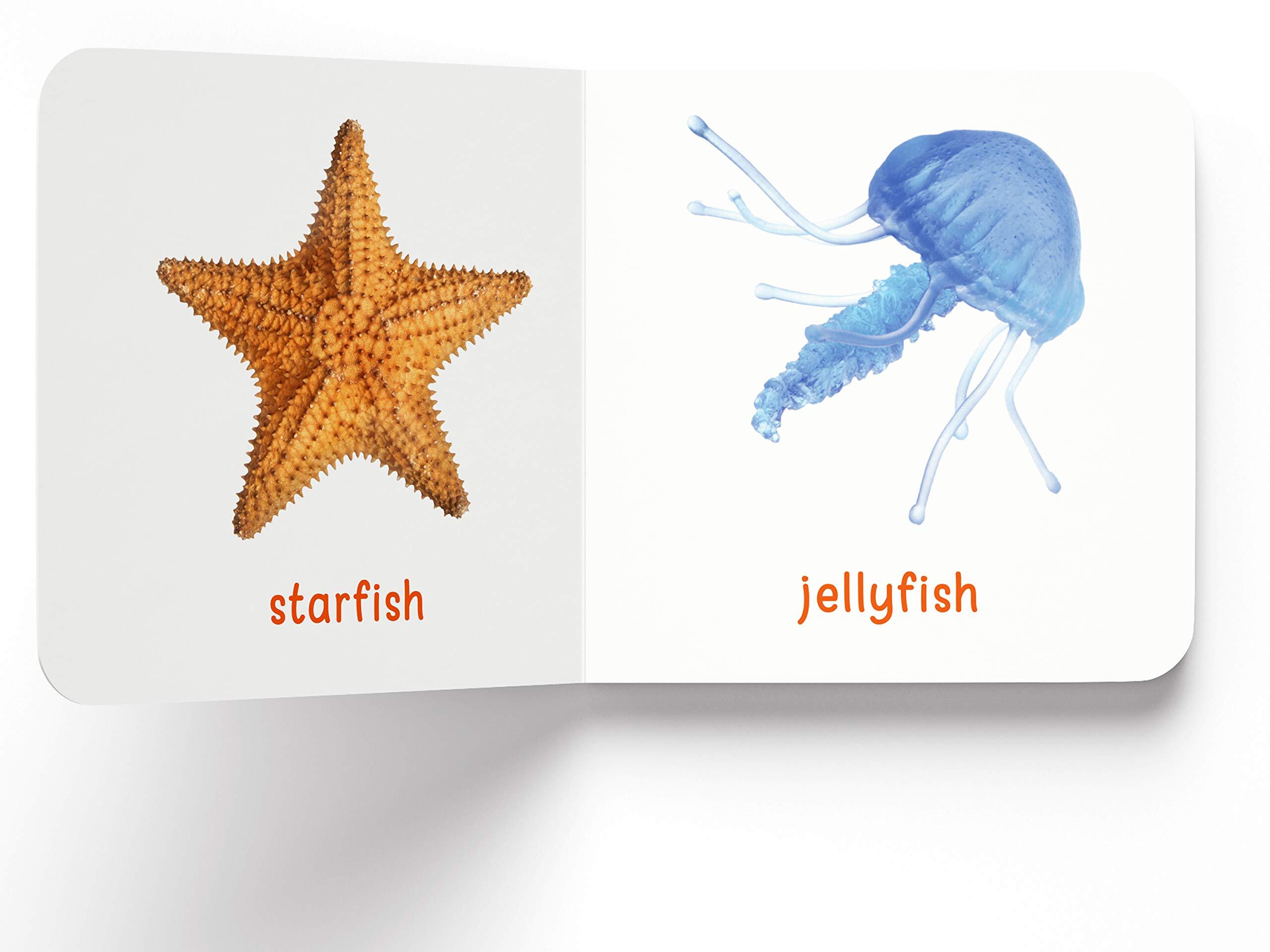 My First Library : Boxset of 10 Board Books for Kids (My First Book of) Board book