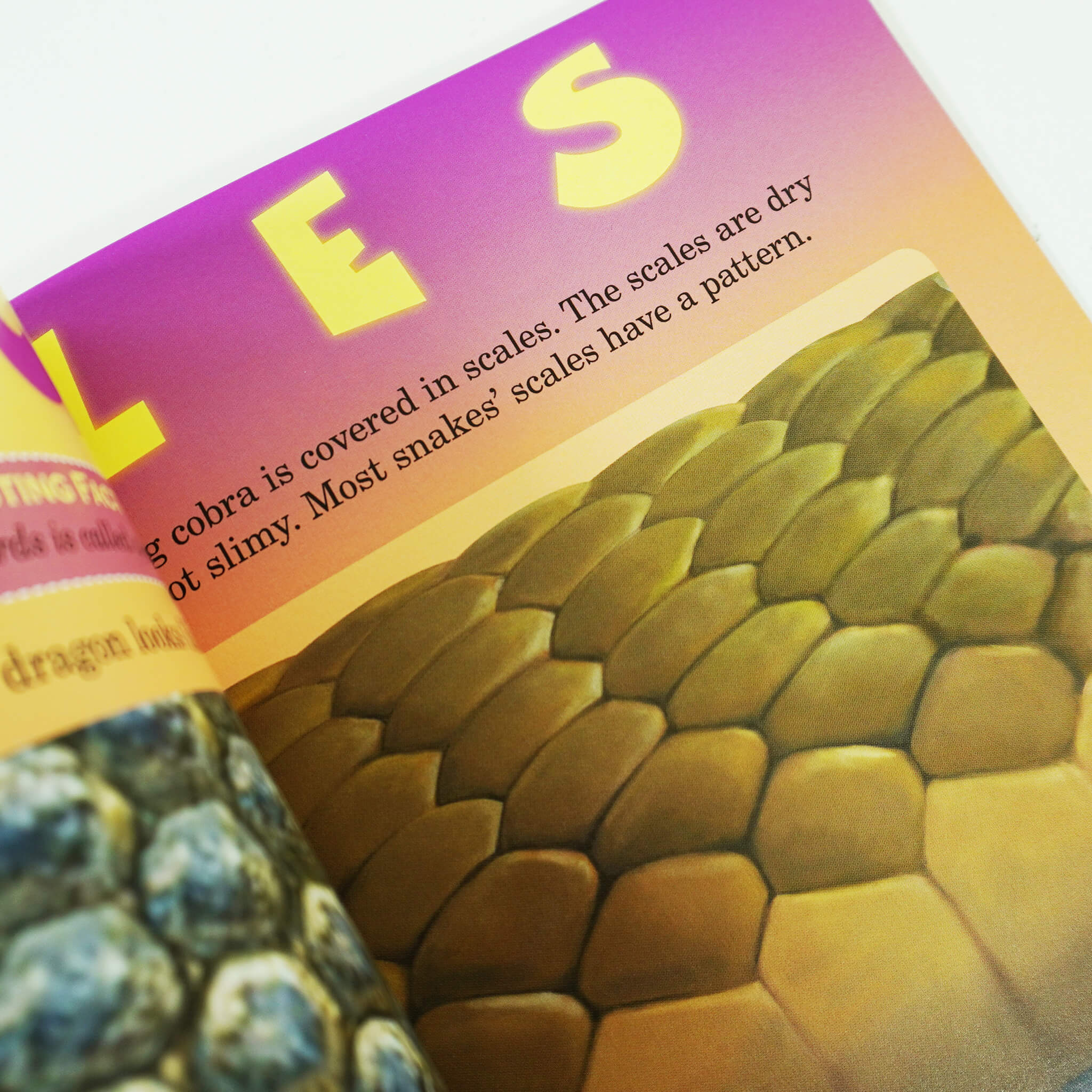 Who Would Win? Complete Series 26 Books Set By Jerry Pallotta - Ages 7+ - Paperback