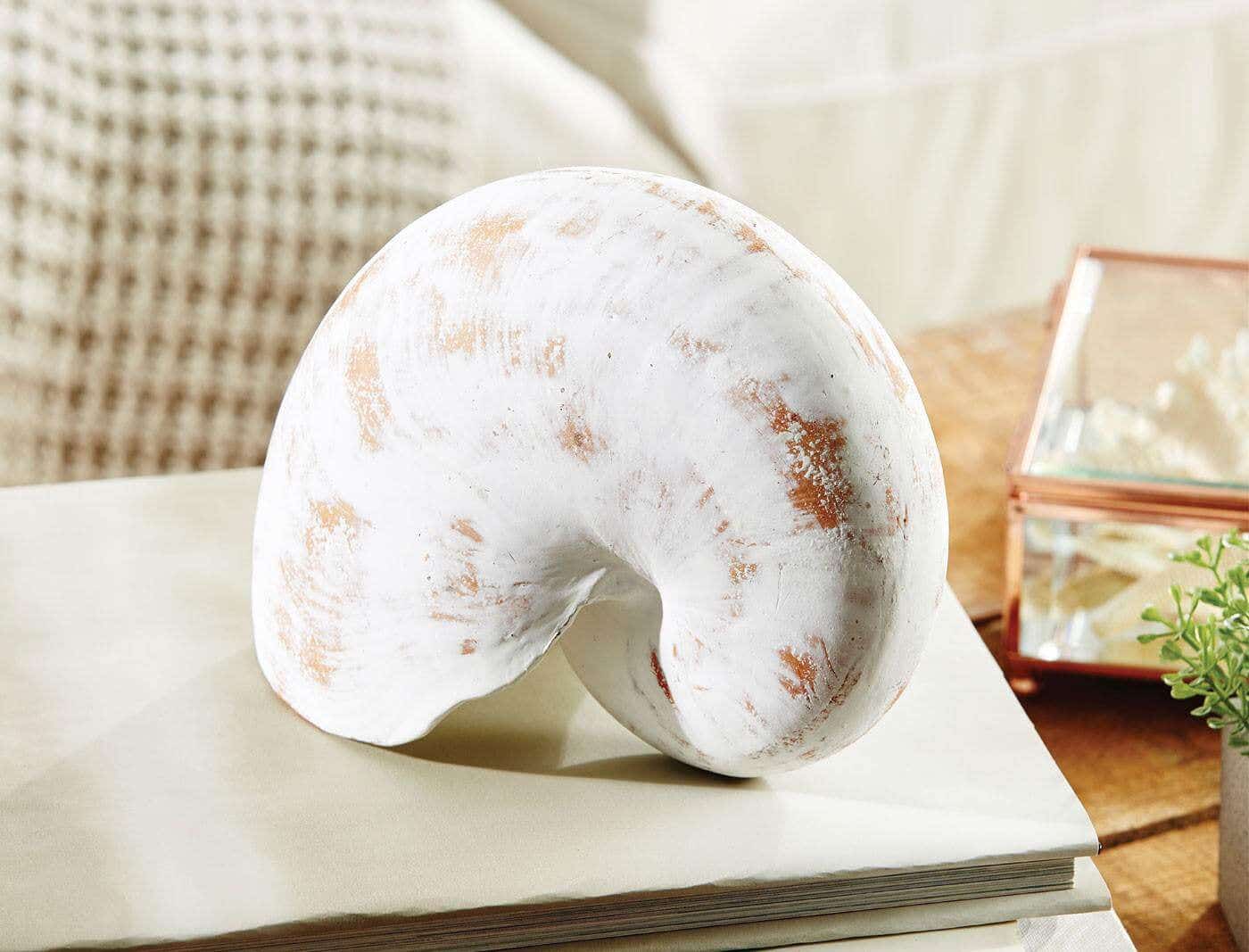 Nautilus Shell