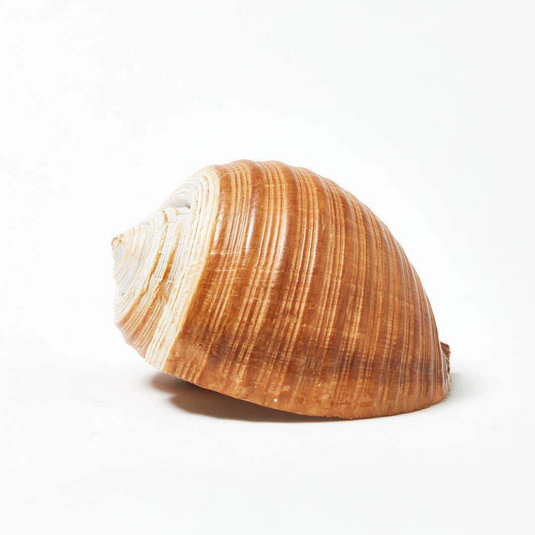 Triton Trumpet Shell