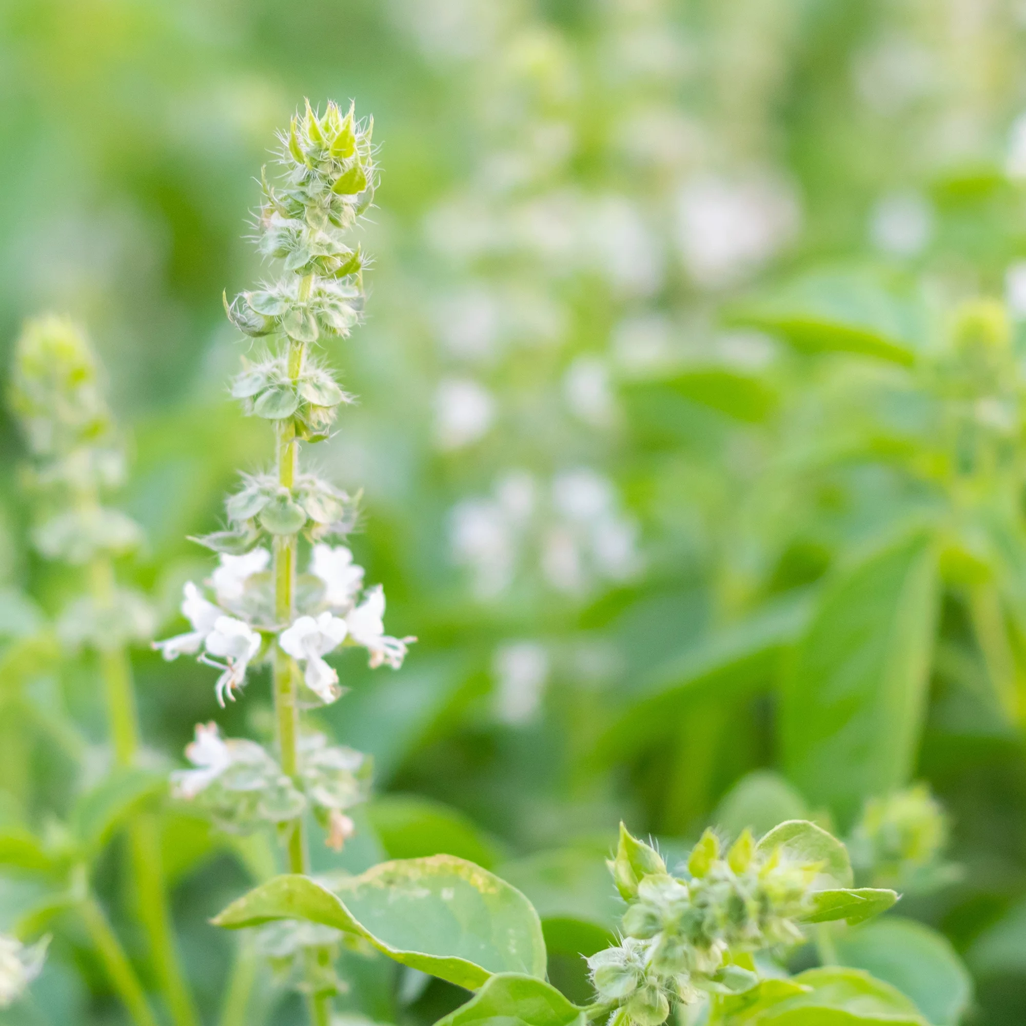 Organic Sweet Basil Seeds - 25 Lb Bulk ~7.6M Seeds - Non-GMO, Open Pollinated, Certified Organic - Herb Farm & Garden & Microgreens Seeds