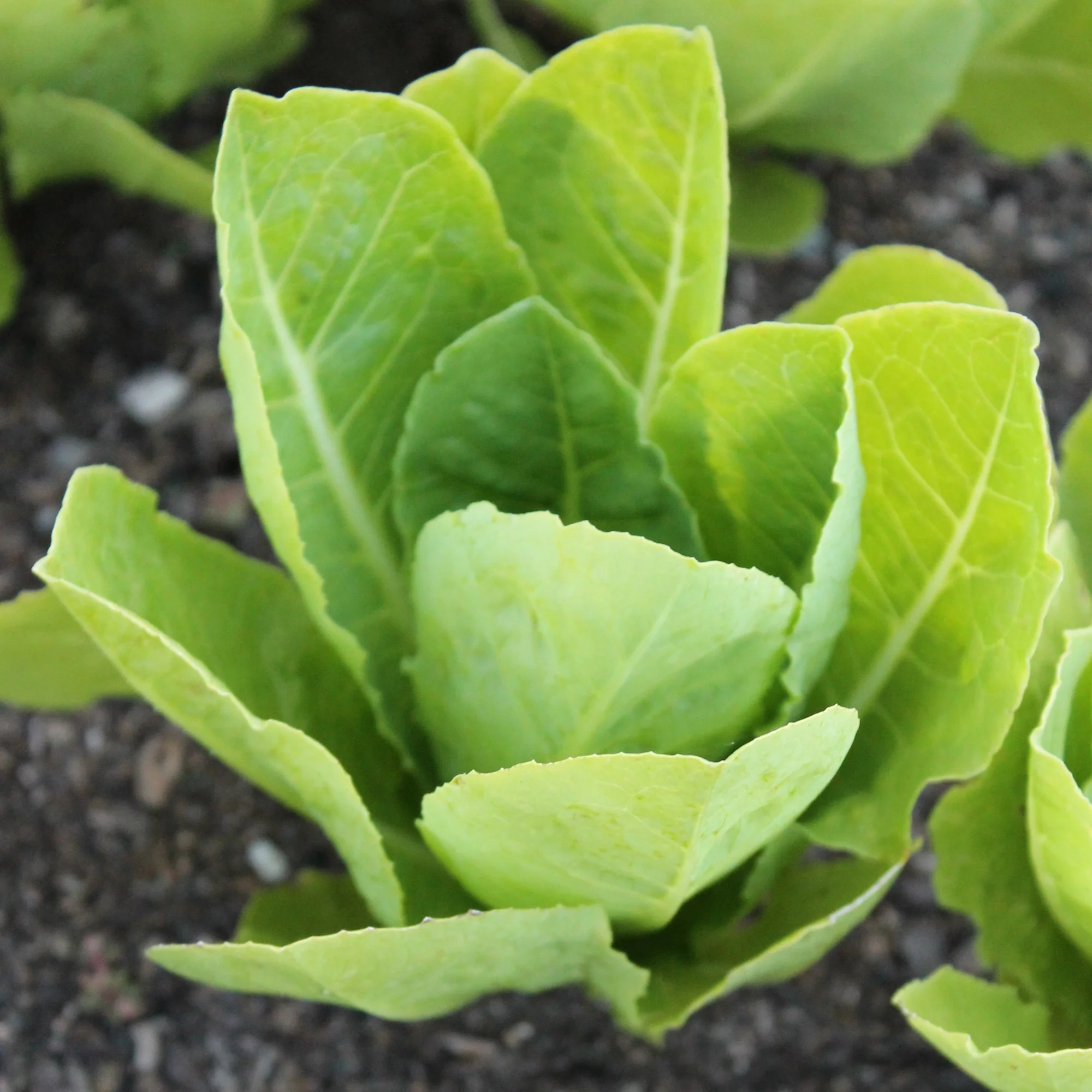 Parris White Cos Romaine Lettuce Seeds - 25 Lb Bulk ~10000000 Seeds - Non-GMO, Heirloom - Vegetable Garden - Lactuca sativa