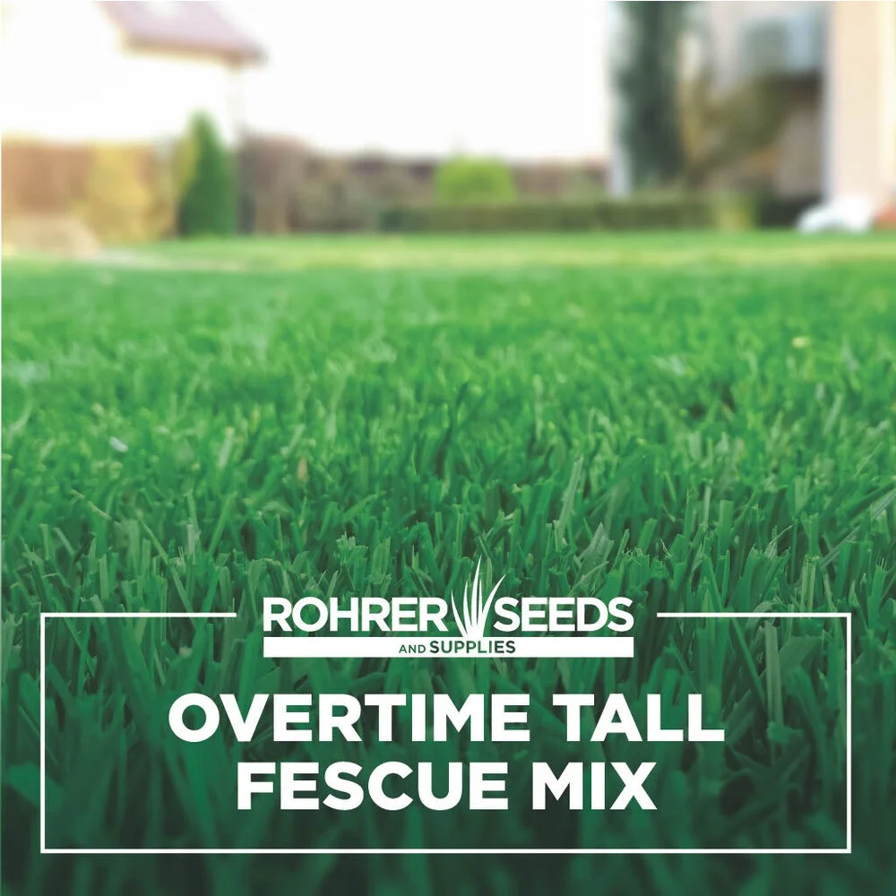 Overtime Tall Fescue Grass Seed - A Drought Resistant, Deep Rooting, Durable Ble