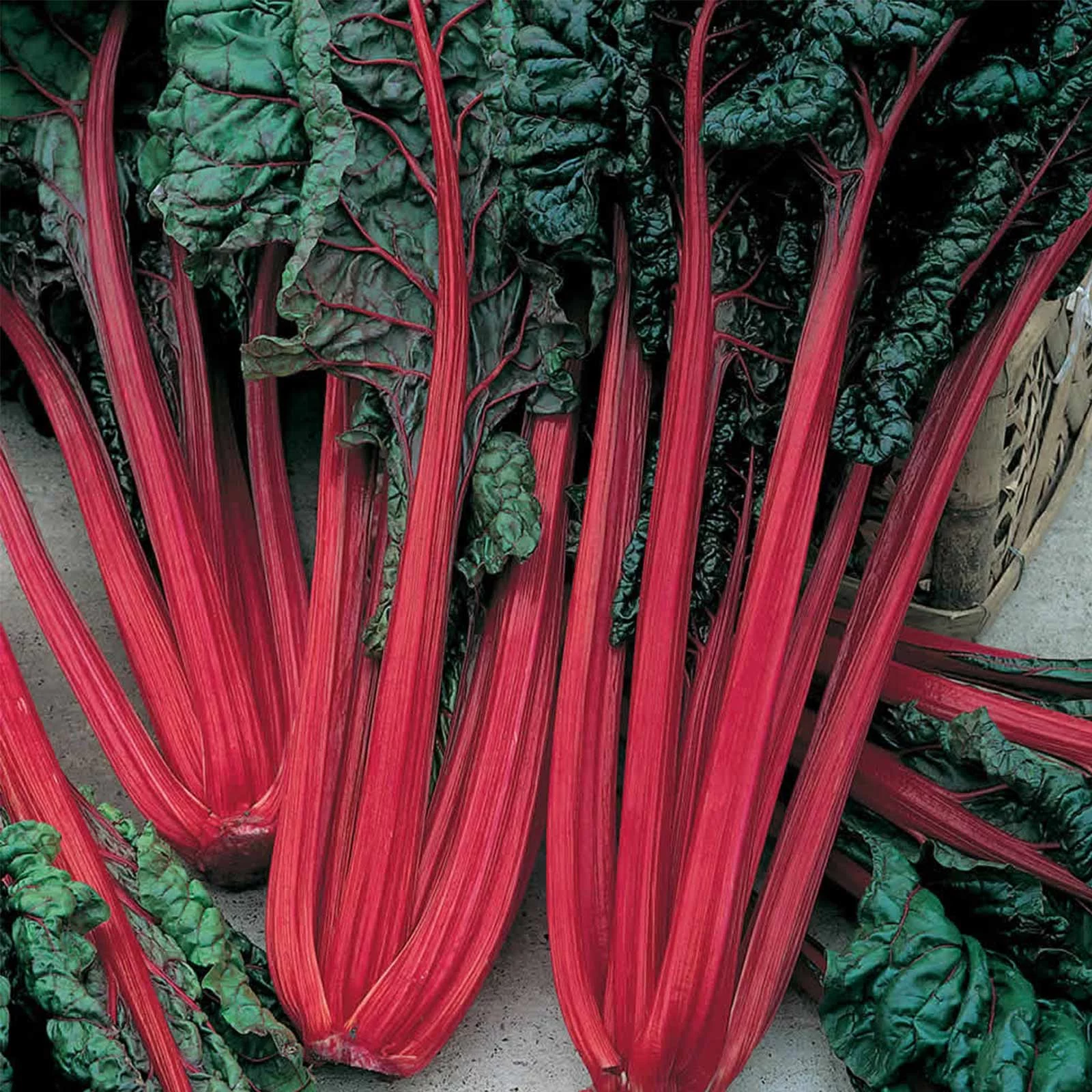 Organic Ruby Red Swiss Chard Seeds: 25 Lb Bulk - Vegetable Garden & Micro Greens Seeds - Heirloom, Non-GMO Seeds for Indoor & Outdoor Gardening