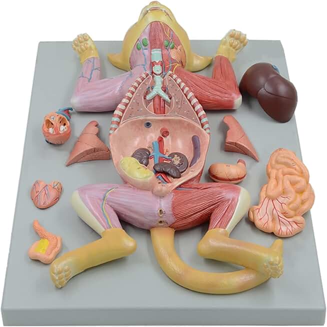 Human Body Model Anatomy, Life Size Cat Anatomical Model - Feline Organs Anatomy Model - Profession Realistic Cat Animal Anatomy Model - for School Teaching