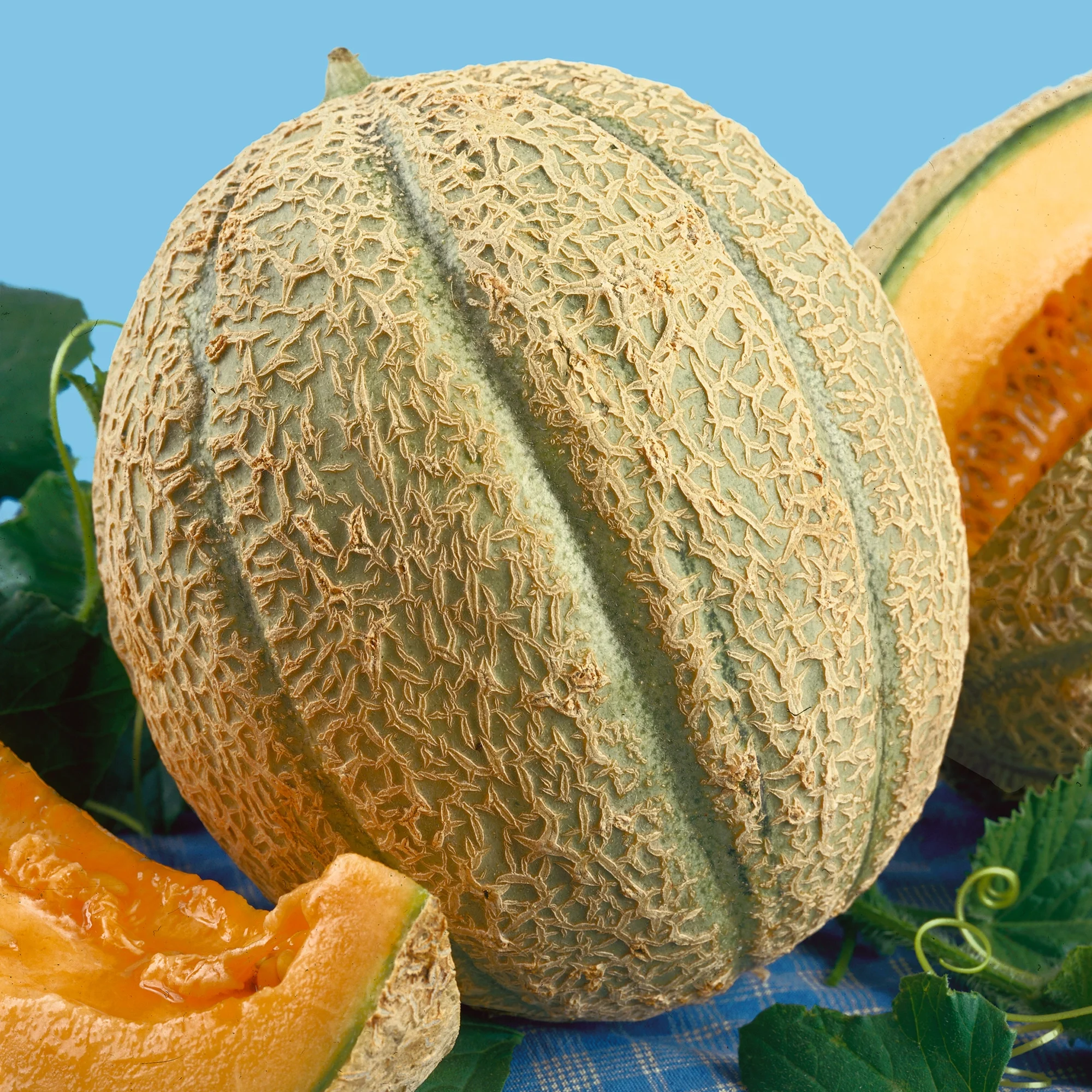Organic Schoon's Hardshell Melon Seeds - 5 Lb Bulk ~88000 Seeds - Non-GMO, Certified Organic, Heirloom - Fruit & Vegetable Garden - Cucumis melo