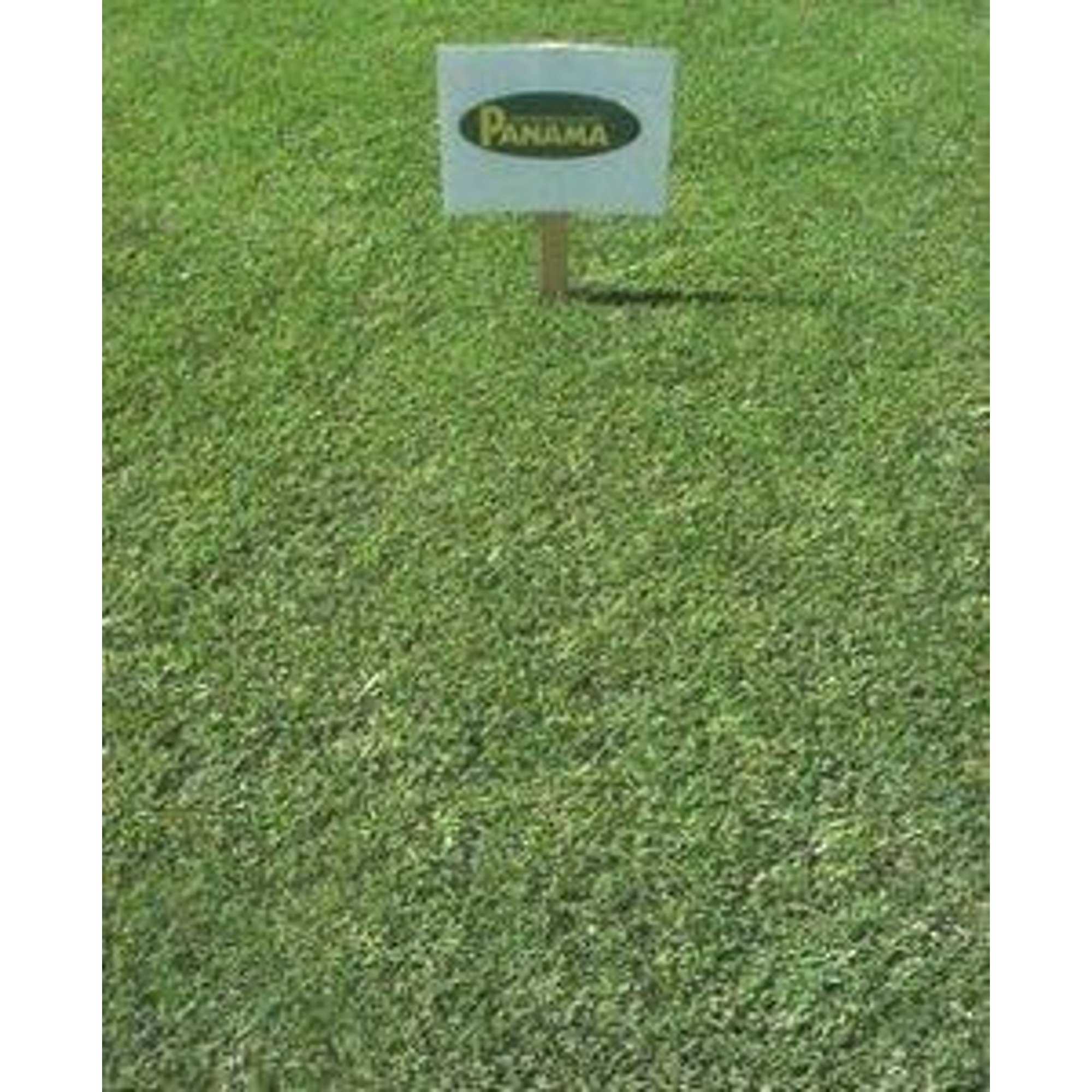 Panama Bermuda Grass Seed - 25 Lbs.