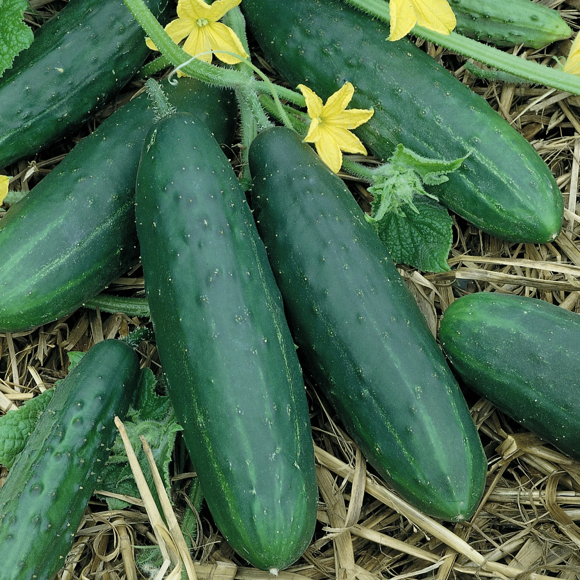 Organic Spacemaster Cucumber Seeds - 25 Lb Bulk ~380000 Seeds - Non-GMO, Certified Organic, Heirloom - Vegetable Garden - Cucumis sativus