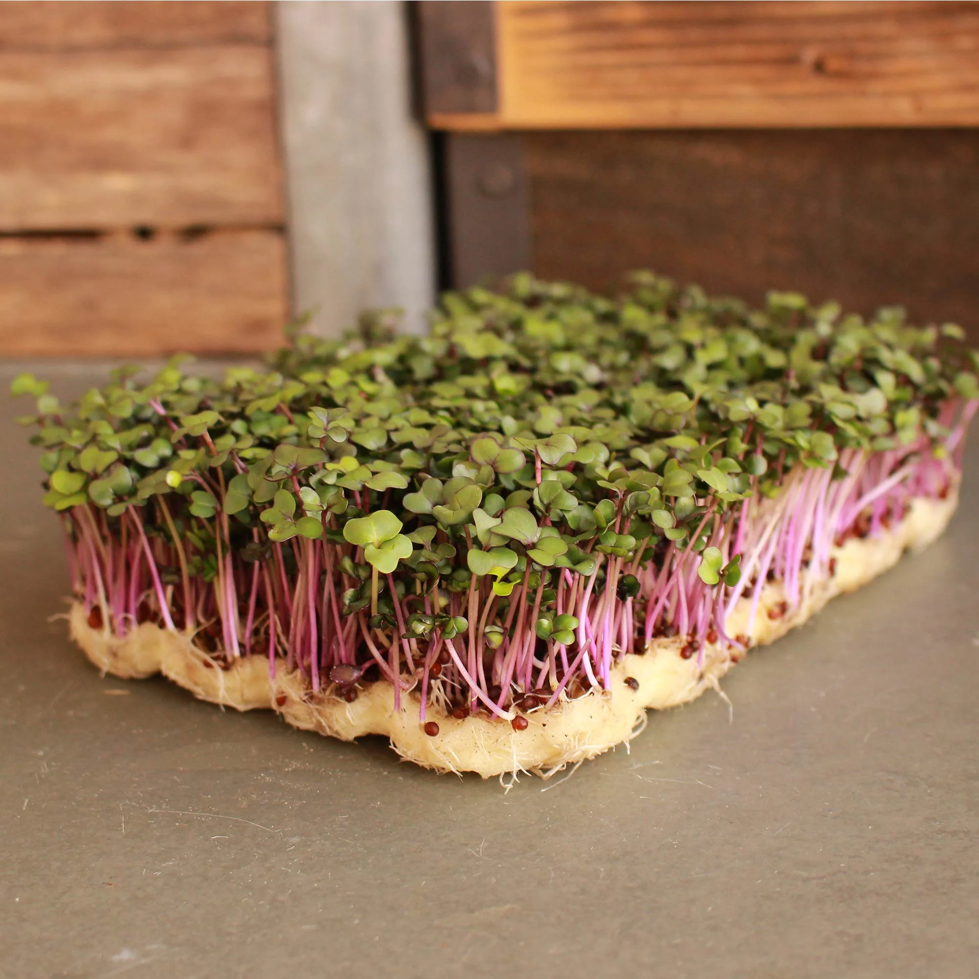 Organic Purple Vienna Kohlrabi Garden Seeds - 25 Lb Bulk - Non-GMO, Heirloom Vegetable Gardening & Microgreens Seeds