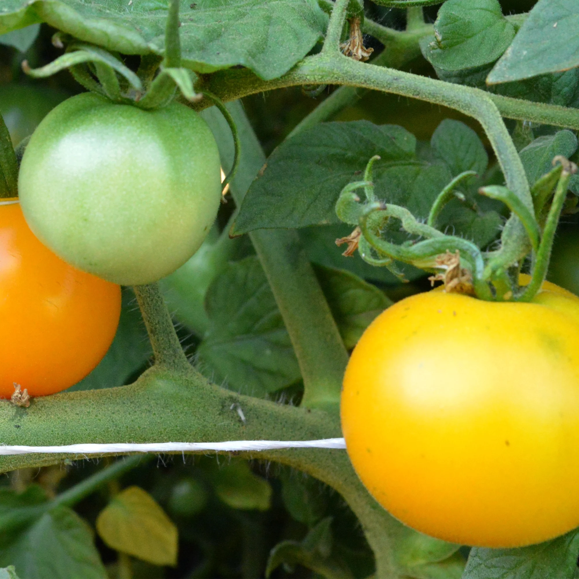 Organic Yellow Perfection Tomato Seeds - 1 Lb ~120000 Seeds - Non-GMO, Certified Organic, Heirloom - Vegetable Garden - Lycopersicon esculentum