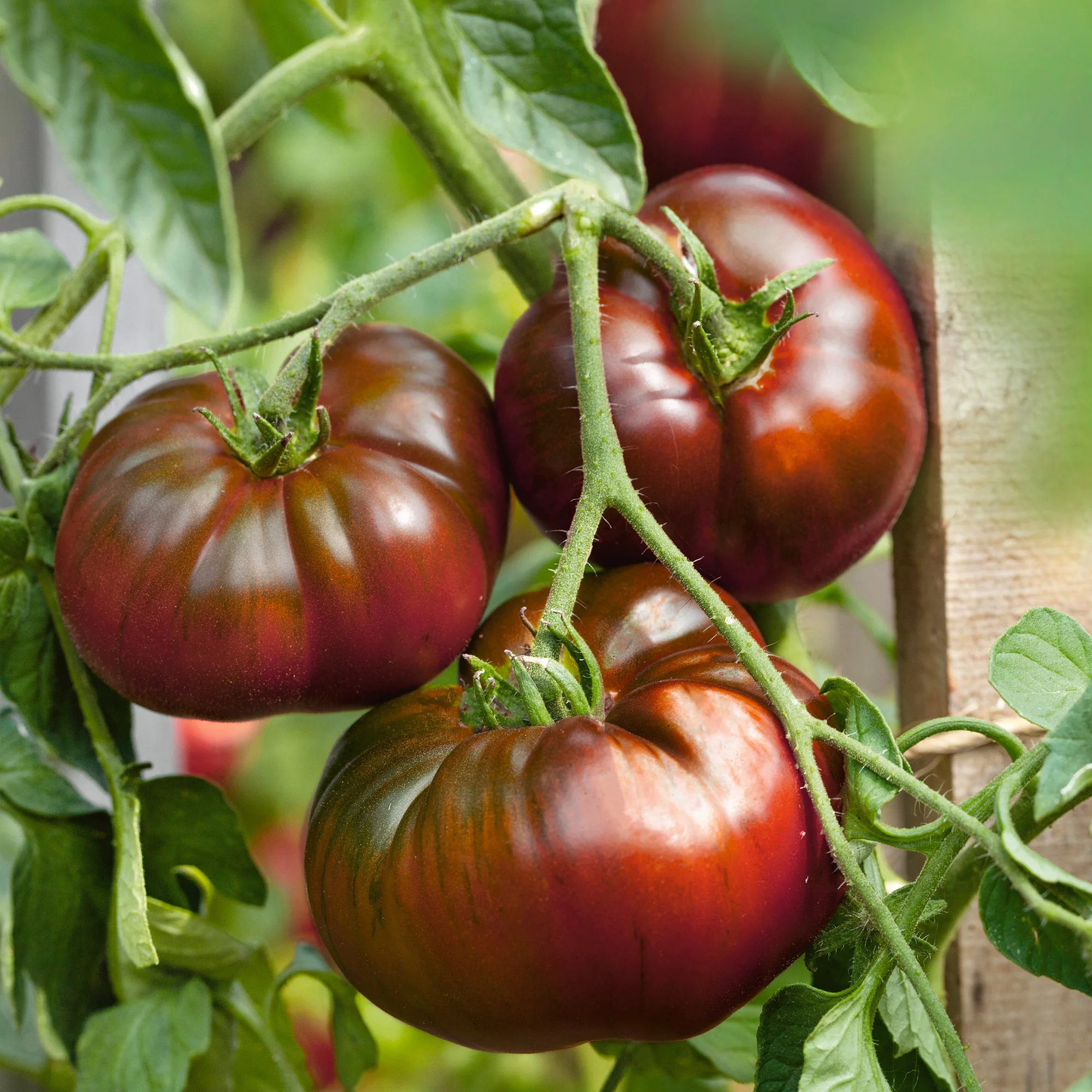 Paul Robeson Tomato Seeds - 1 Lb ~108800 Seeds - Non-GMO, Heirloom - Vegetable Garden - Solanum lycopersicum