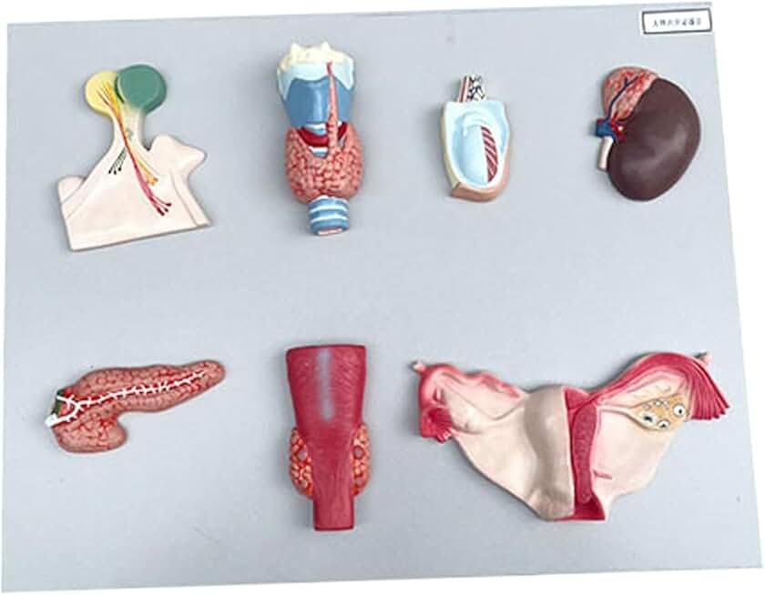 Human Anatomical Model, Life Size Human Endocrine Organ Model PVC Digestive System Pituitary Thyroid Adrenal Gland Testis Pancreas Parathyroid Gland Ovarian Model Teaching Tool