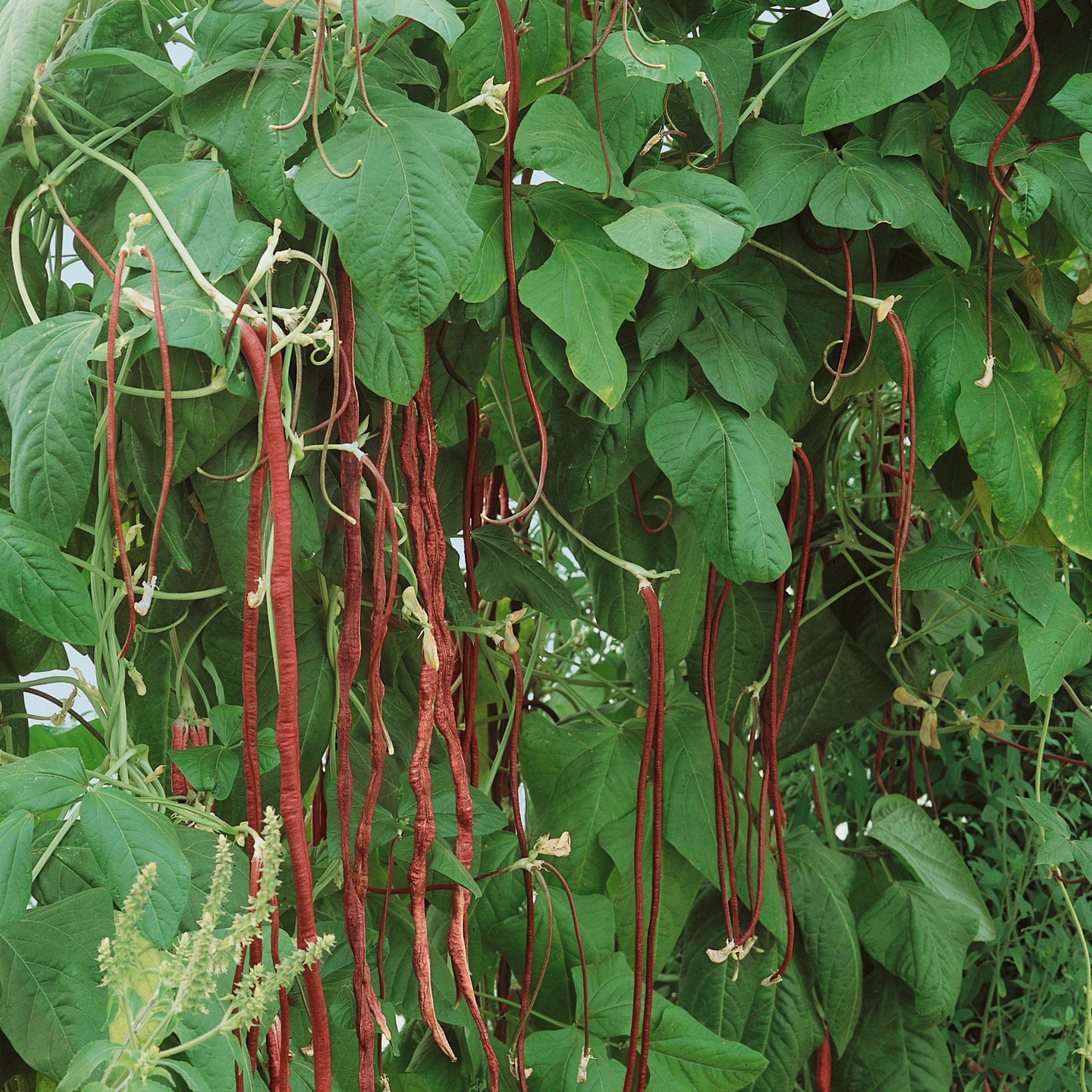 Organic Red Podded Asparagus Bean Seeds - 25 Lb Bulk ~80000 Seeds - Non-GMO, Certified Organic - Vegetable Garden - Vigna unguiculata