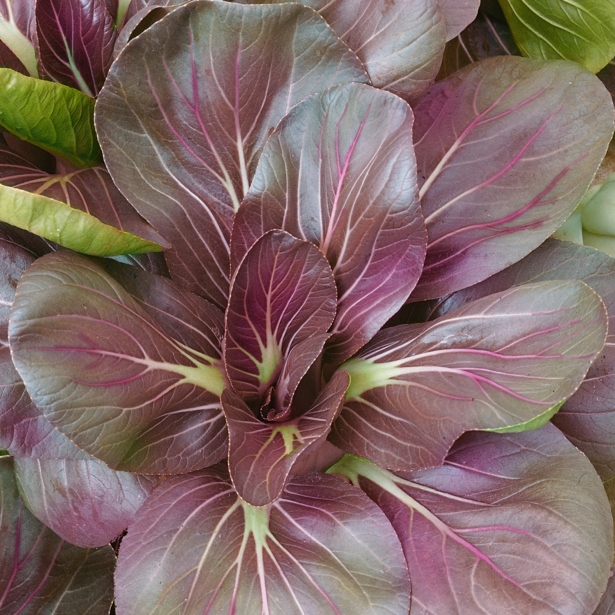 Organic Scarlet Red Tat Soi Mustard Seeds - 5 Lb Bulk ~1200000 Seeds - Non-GMO, Certified Organic - Vegetable / Herb Garden, Growing Microgreens - Brassica narinosa