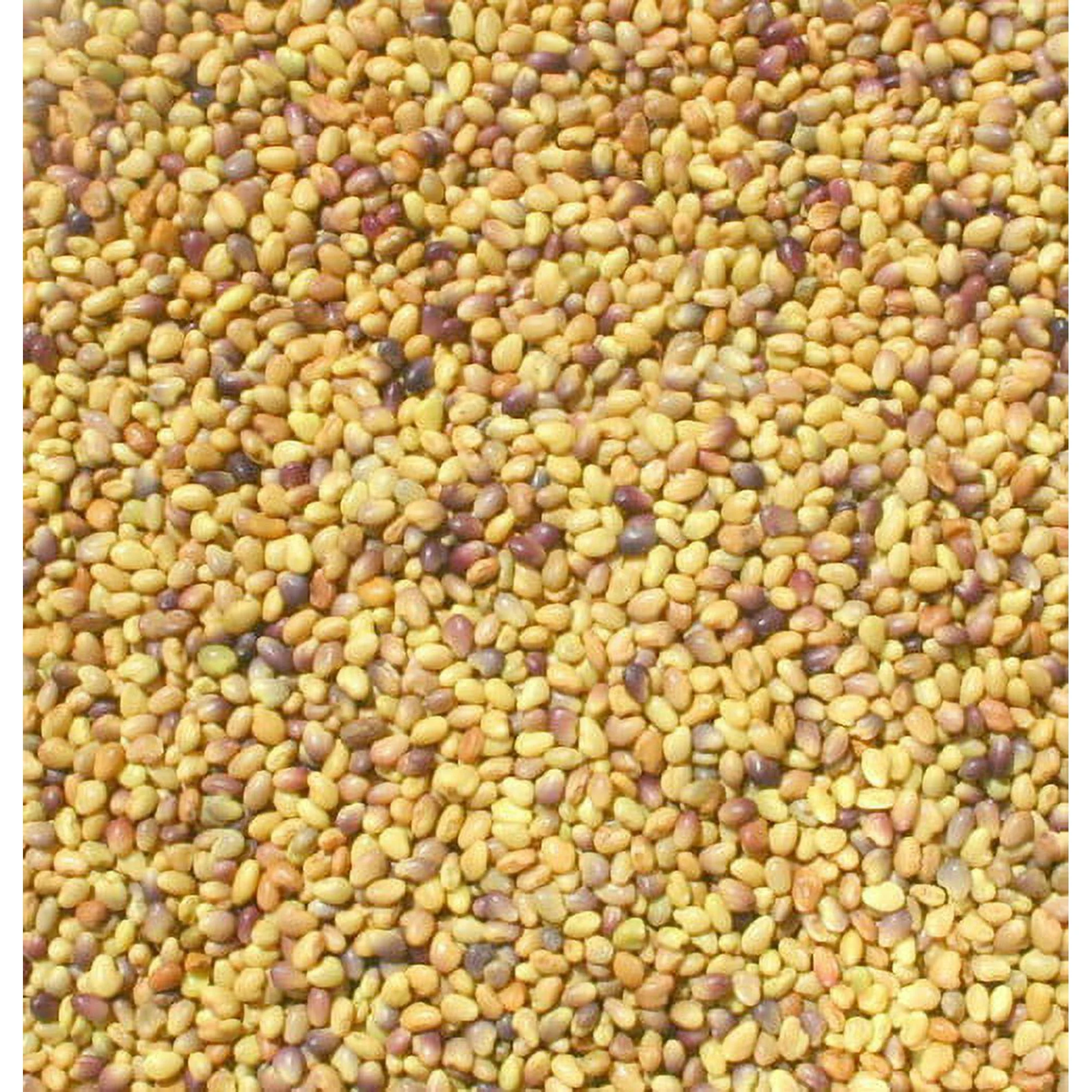 Organic Red Clover Seeds