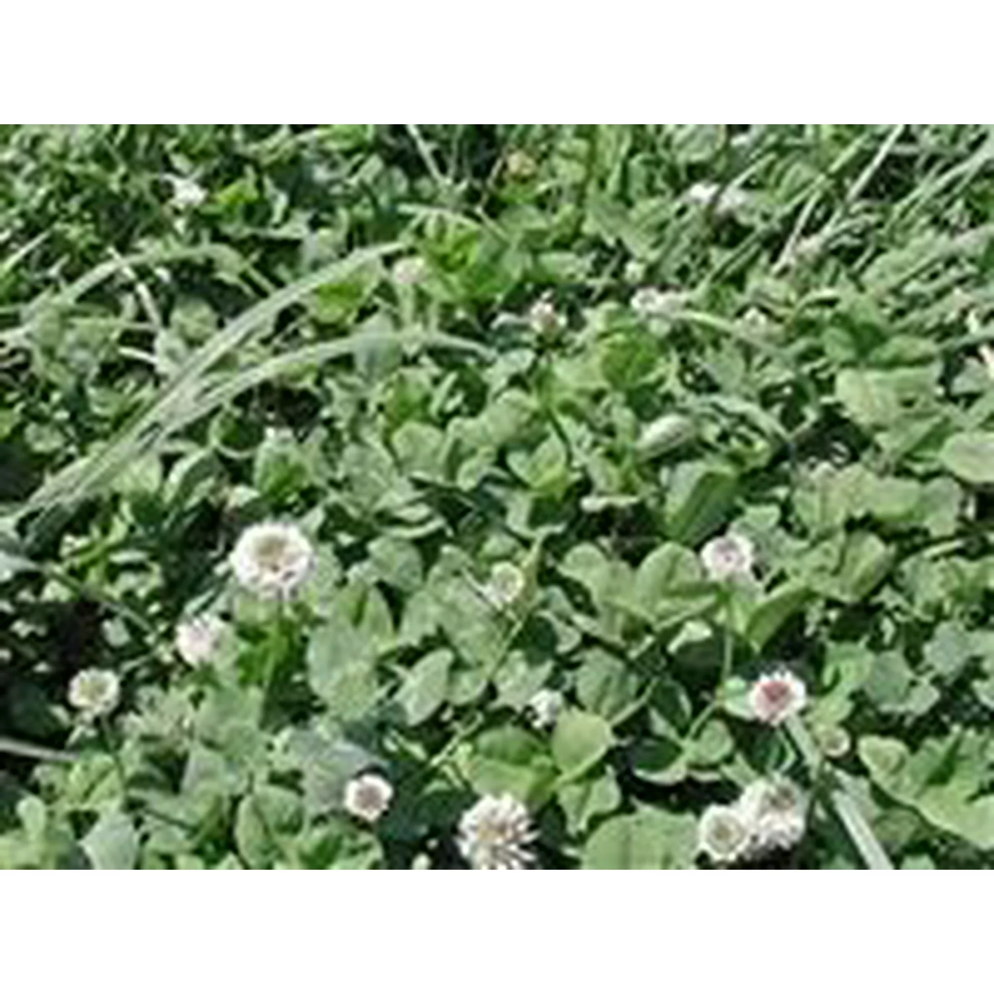 Patriot White Clover Seed - 50 Lbs.