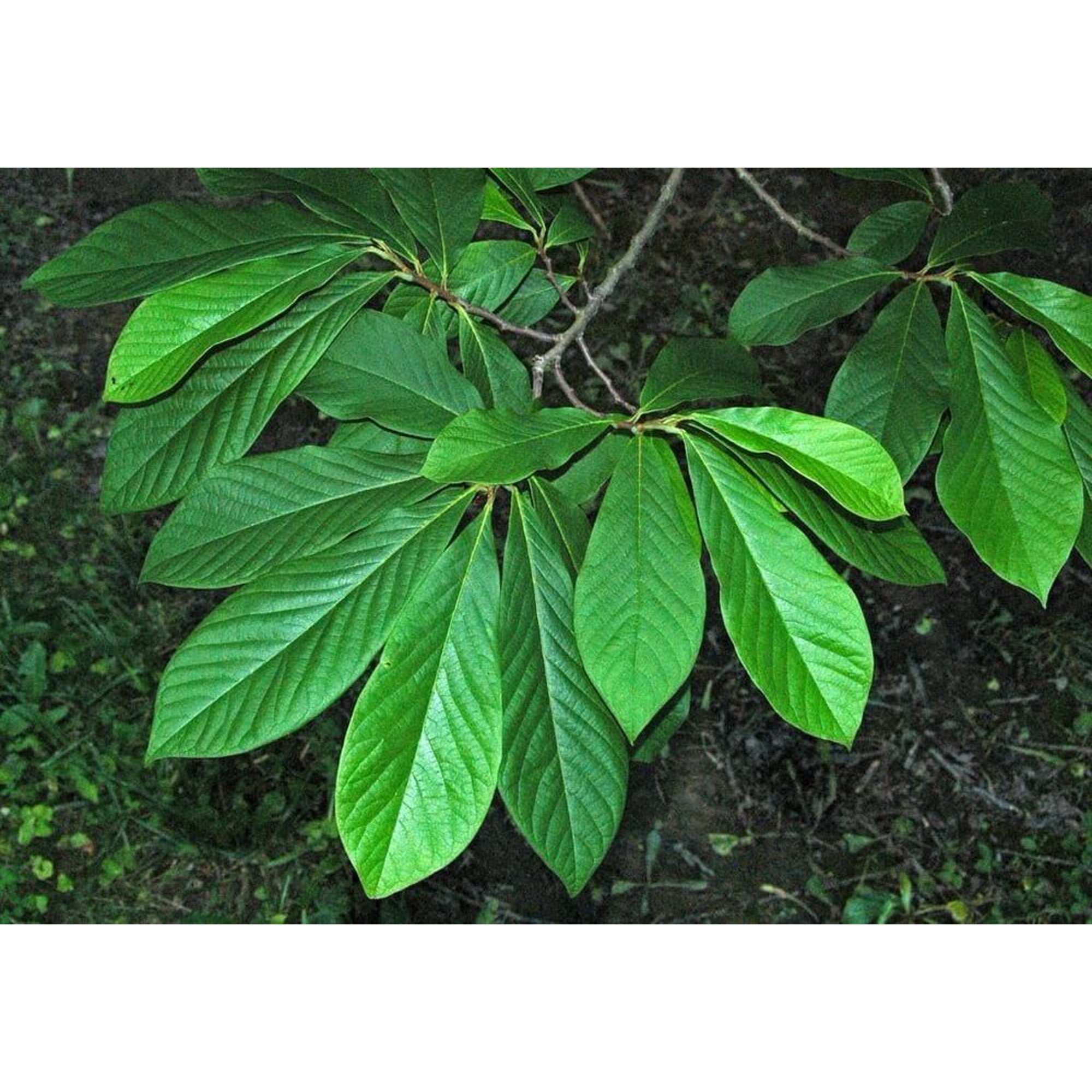 Pawpaw Tree - Live Tree in a 3 Gallon Pot - Asimina Triloba - Native Plant...