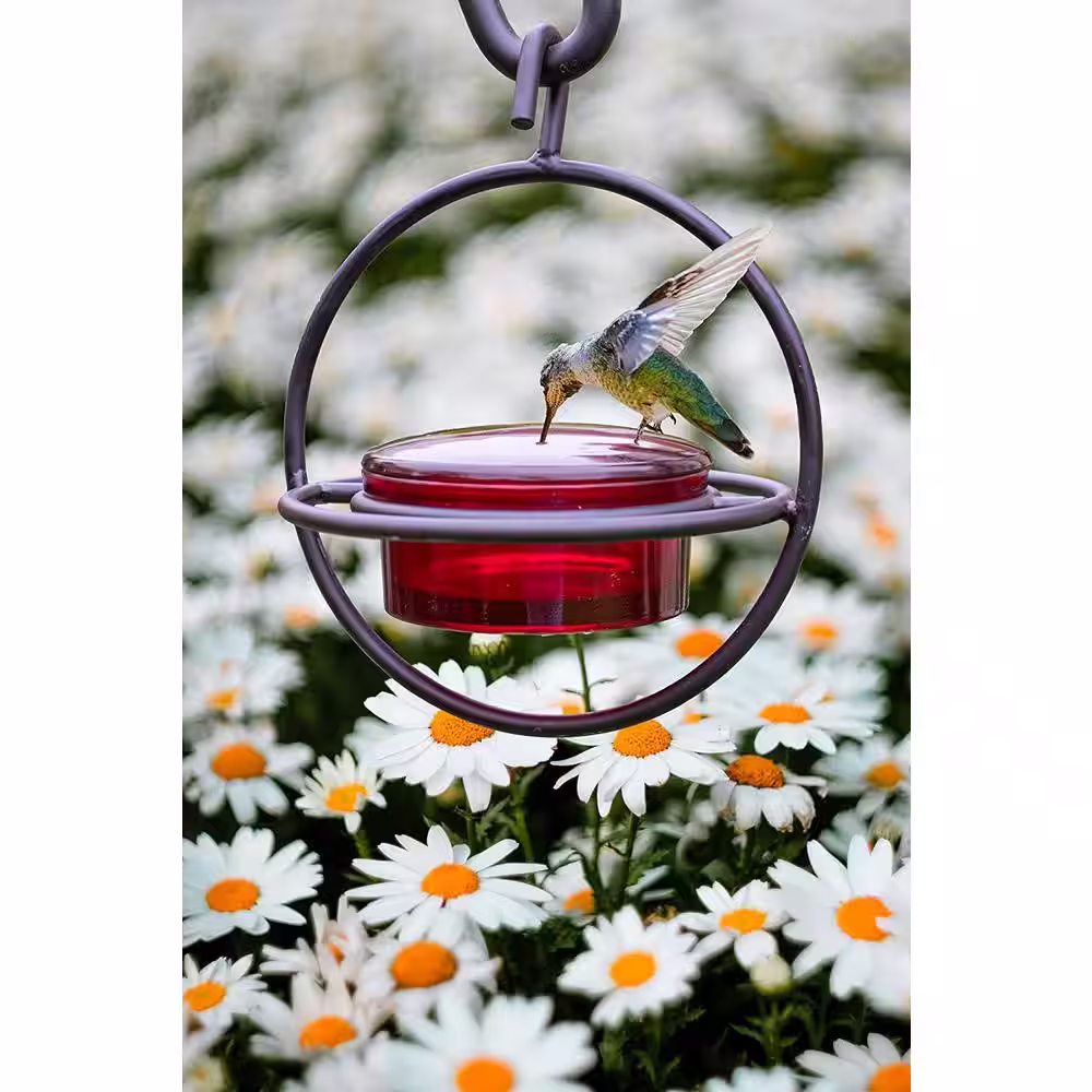Monarch Abode Monarch Circular Hummingbird Feeder (Red Glass Feeder) with Perch