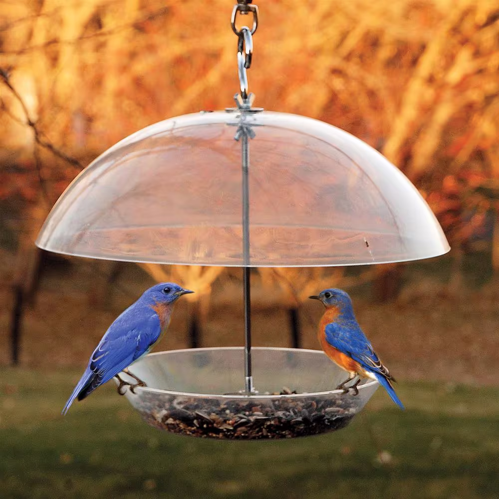 Audubon Woodlink Dome Top Seed and Bluebird Feeder