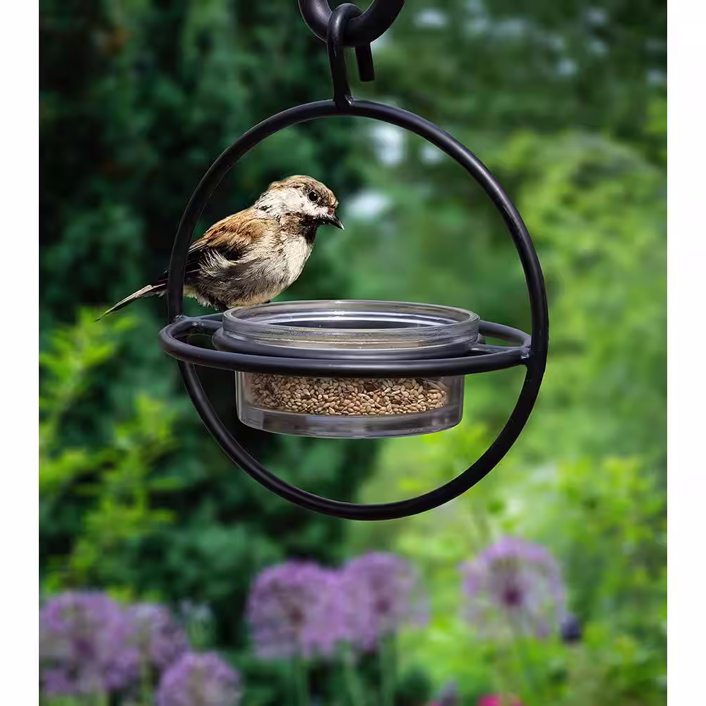 Monarch Abode Monarch Circular Bird Feeder (Clear Glass Base) with Perch