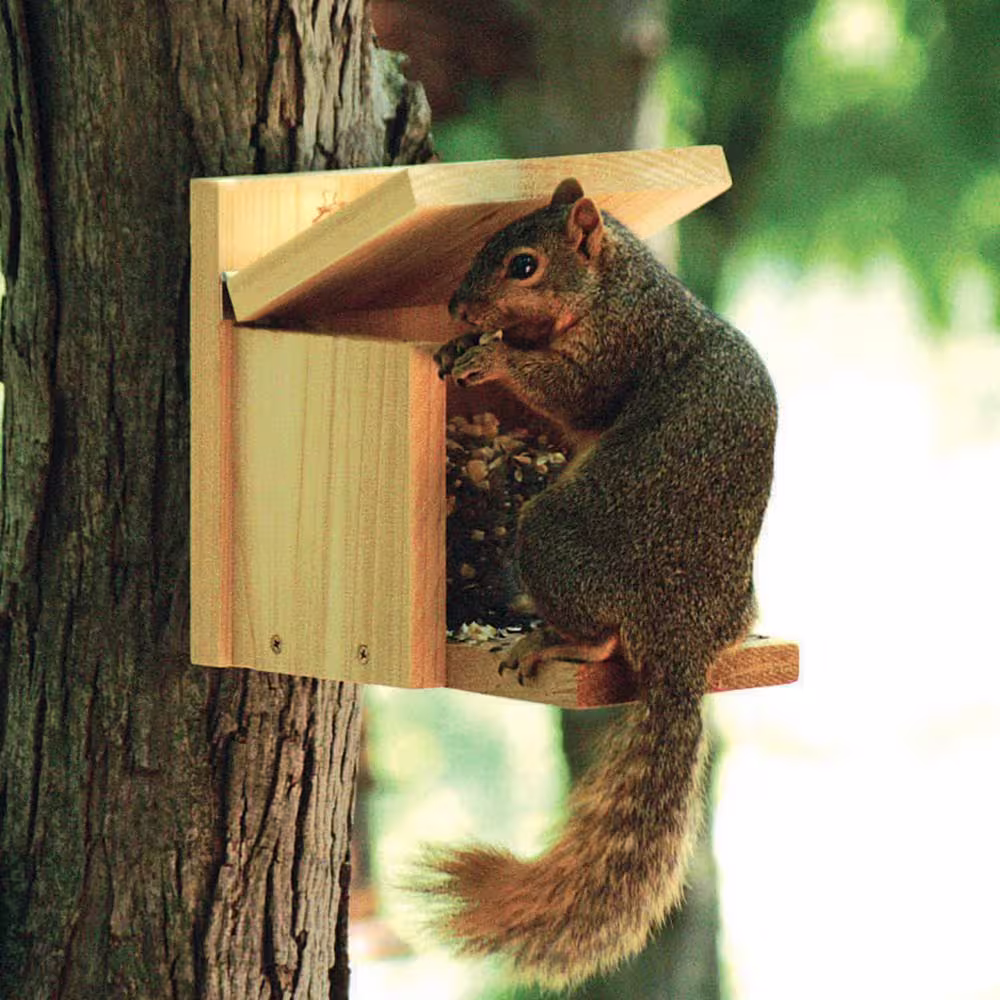 Audubon Nasqbox Squirrel Munch Box Feeder