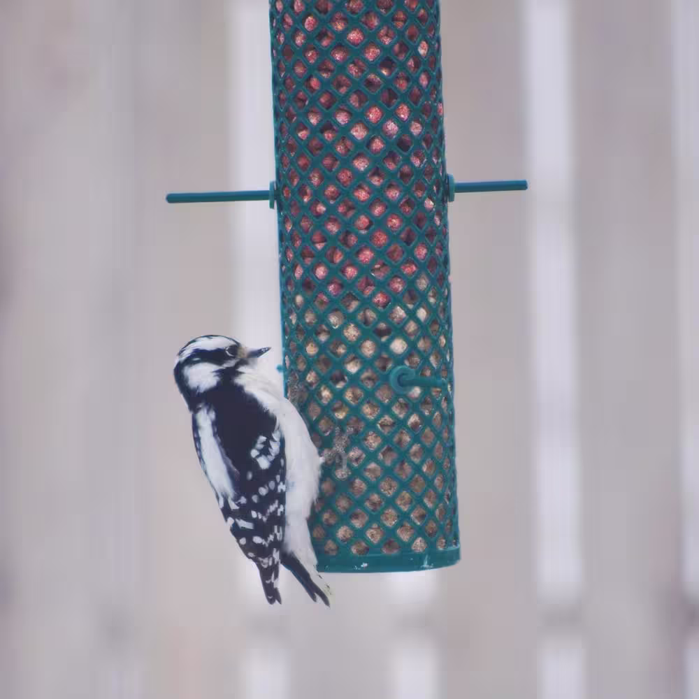 C and S Products Nugget Bird Feeder