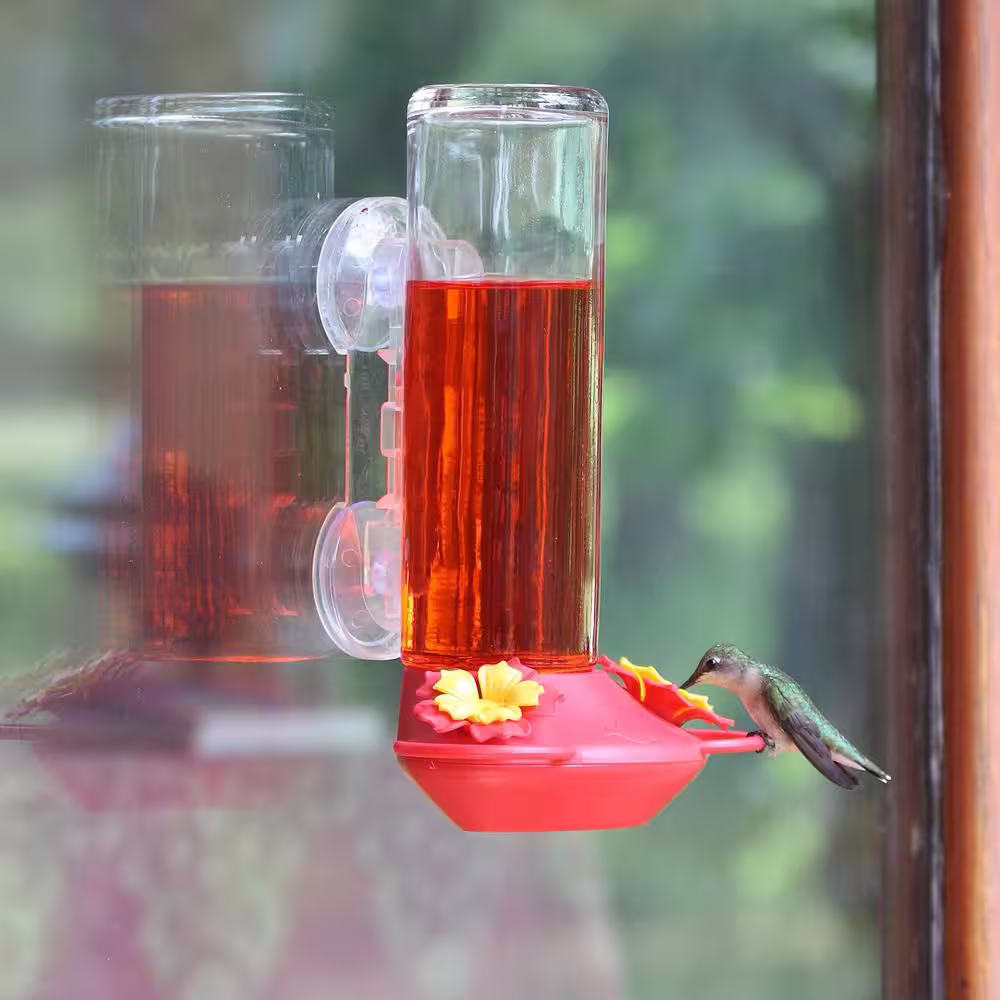 None Window Mount Glass Hummingbird Feeder - 14 oz. Capacity