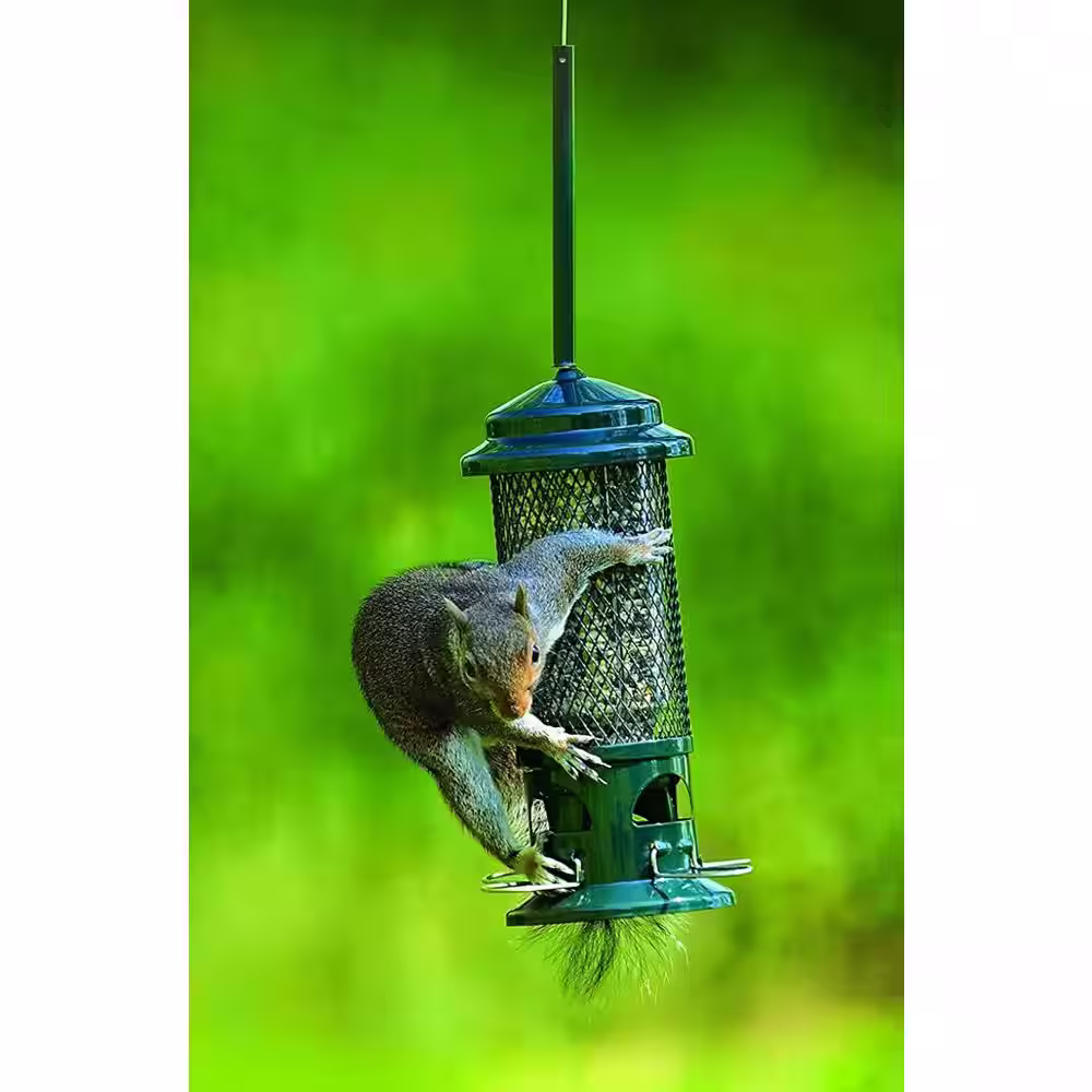 None 10 in. H Hanging Standard Squirrel Resistant Bird Feeder with 4 Metal Perches, 1.3 lbs. Seed Capacity, Garden Greens