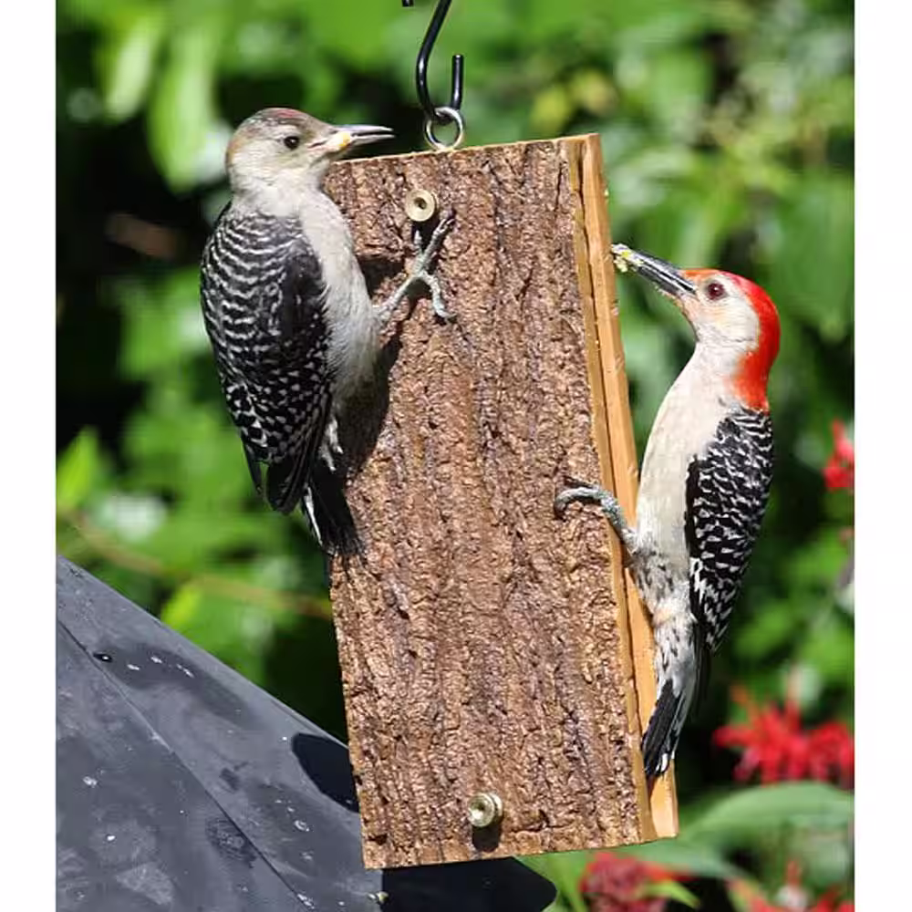 BIRDS choice Suet-Sandwich Suet Feeder