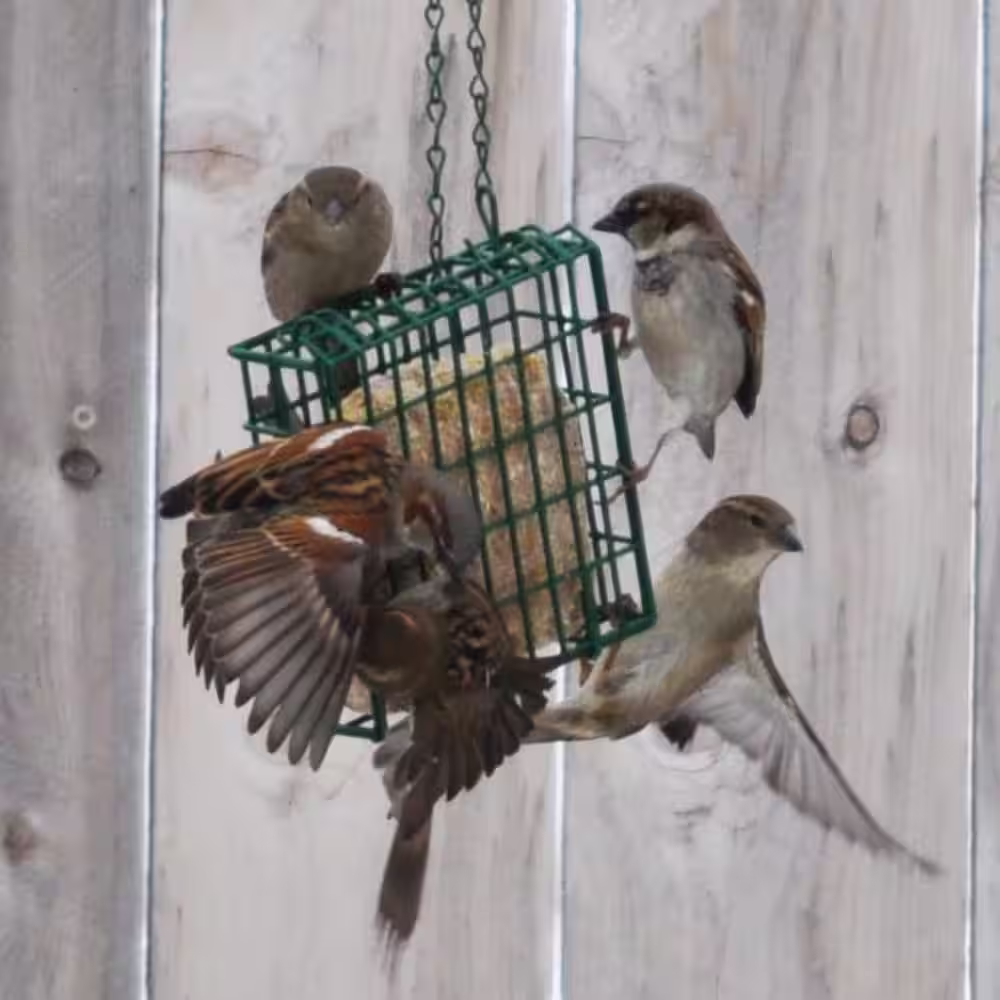 C and S Products Berry Treat 0.7 lbs. Wild Bird Suet