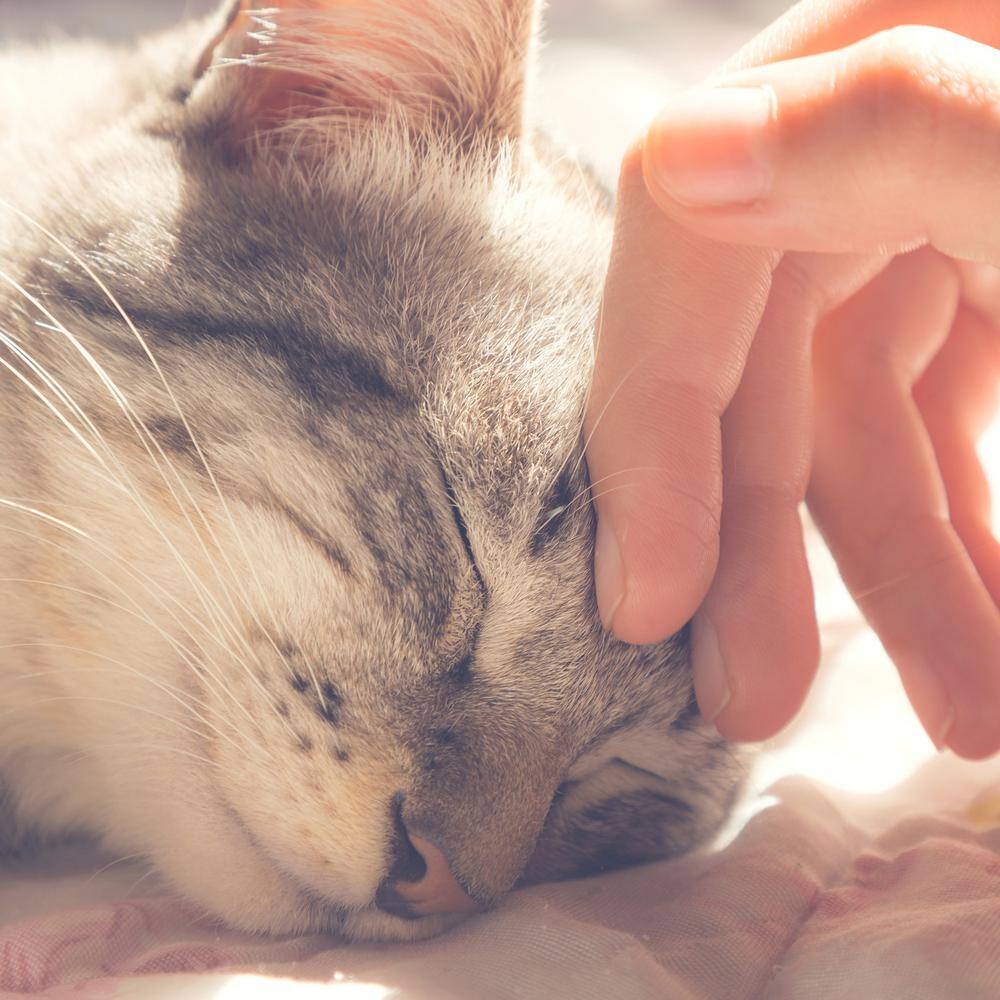 Petmaker Small Tan Igloo Cat Bed