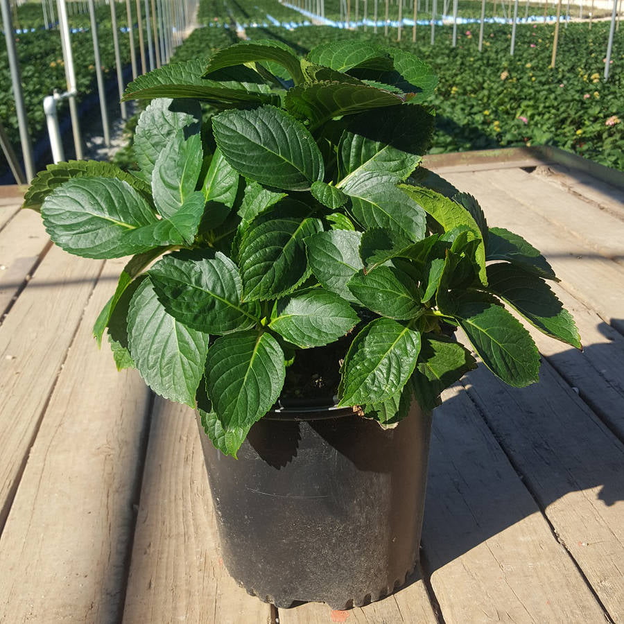 Merritt's Supreme Pink Hydrangea (2.5 Gallon) Flowering Deciduous Shrub - Part Sun Live Outdoor Plant