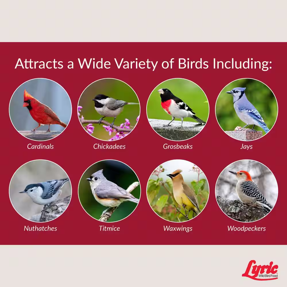 Lyric 20 lbs. Fruit and Nut High Energy Wild Bird Mix