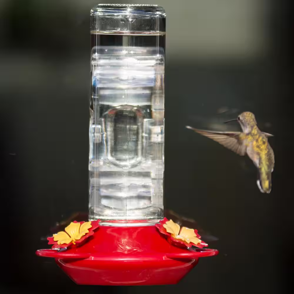 None Window Mount Glass Hummingbird Feeder - 14 oz. Capacity
