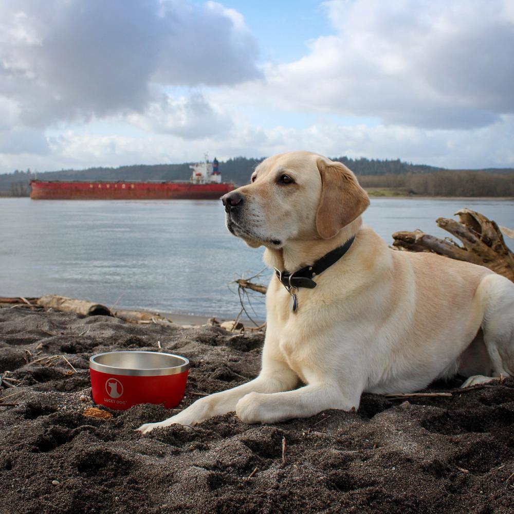 Lucky Dog INDULGE 64 oz. 8 Cup Double Wall Stainless Steel Dog Bowl, Non Slip, Lifetime Warranty in Red