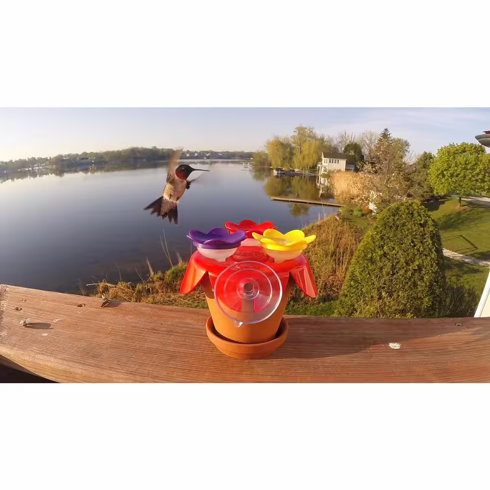 ZUMMR Hummingbird Ring Feeder Trainer Starter Kit