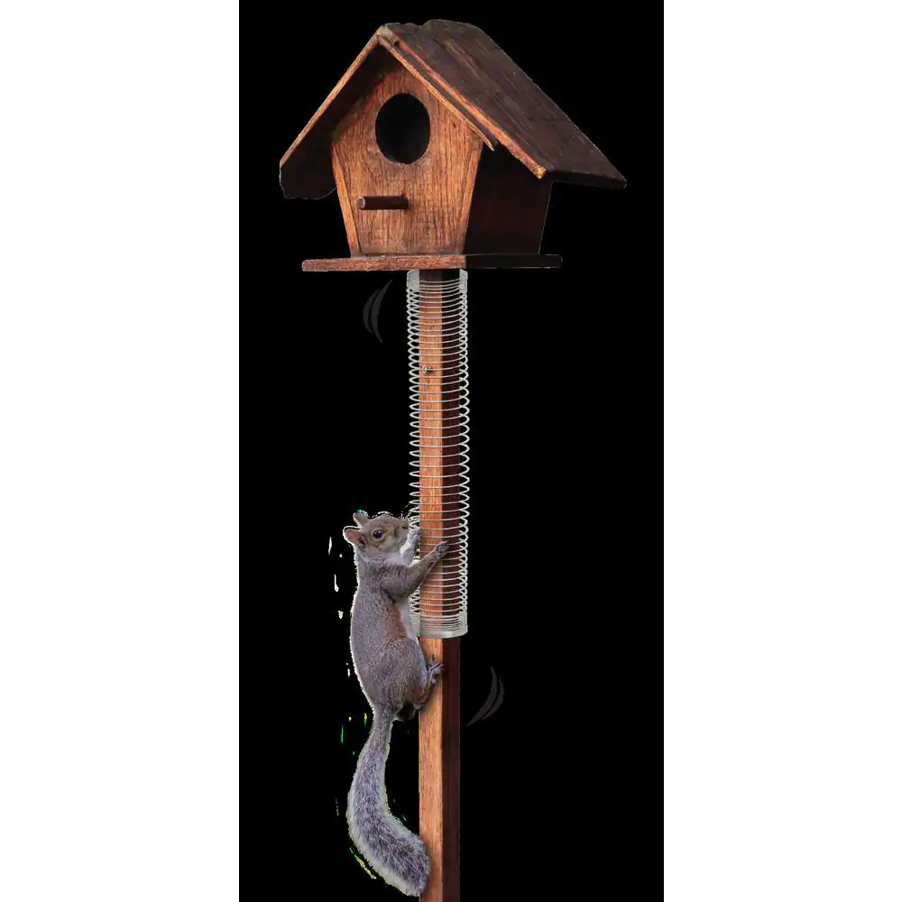 Dalen Scram, Squirrel by Slinky