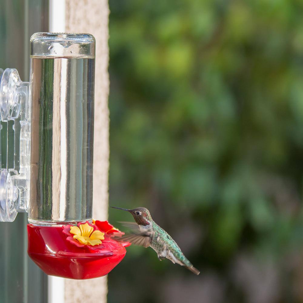 None Window Mount Glass Hummingbird Feeder - 14 oz. Capacity