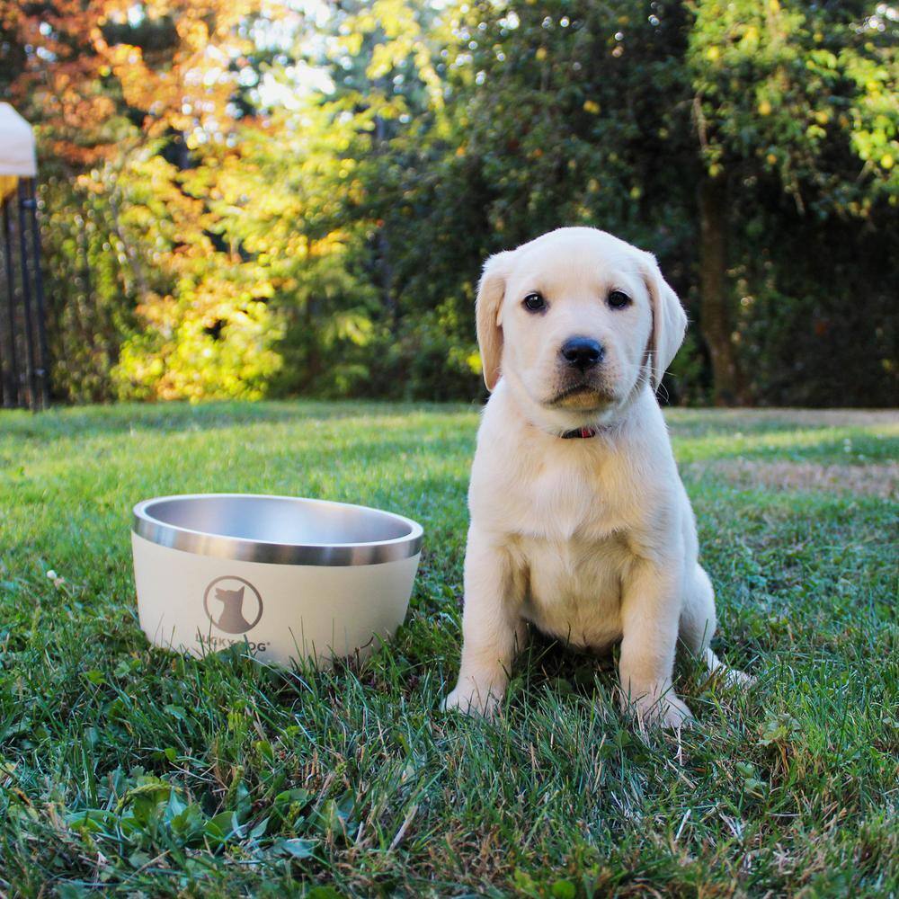Lucky Dog Indulge 100 oz. 12.5 Cup Double Wall Stainless Steel Dog Bowl, Non Slip, Lifetime Warranty in Beige