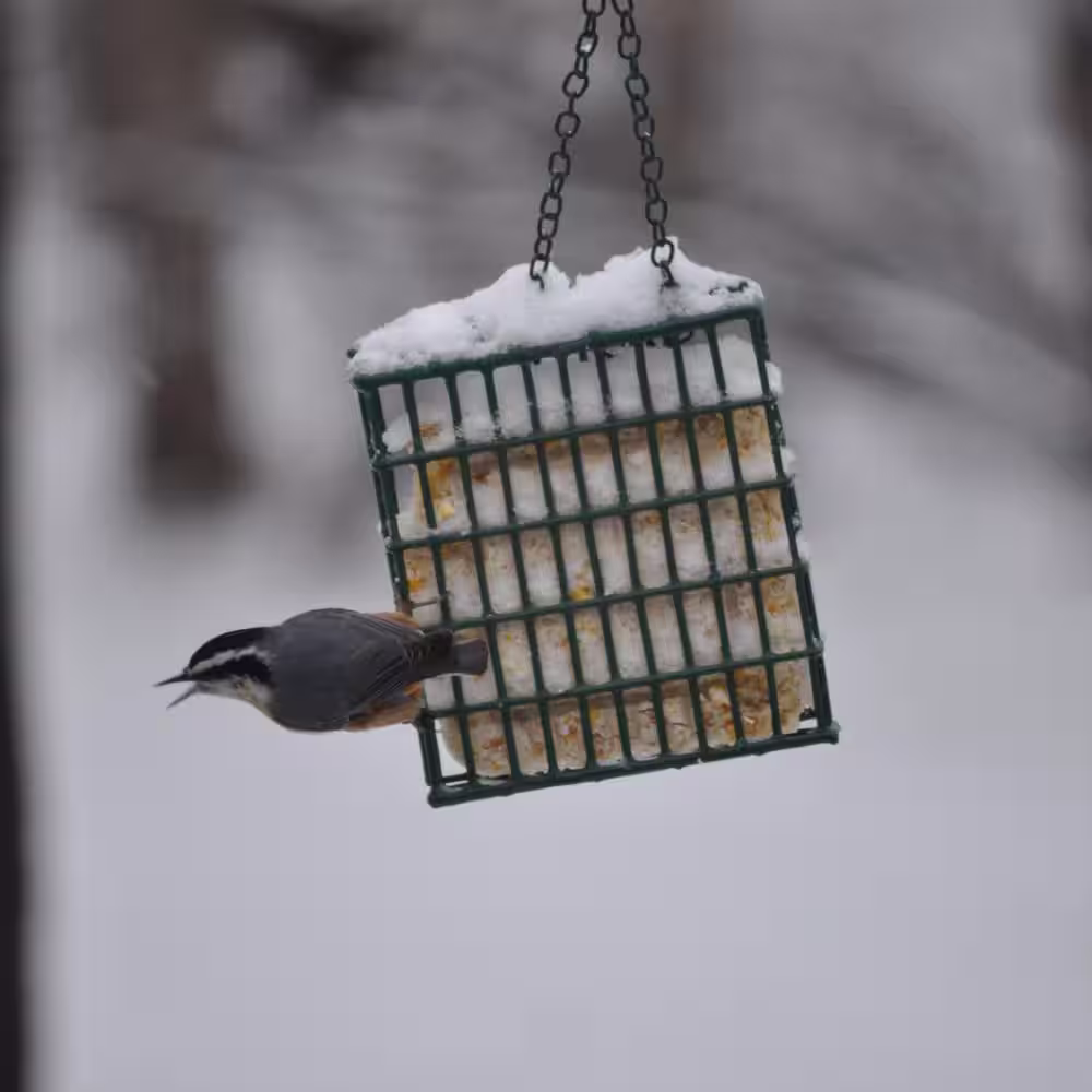 C and S Products 0.73 lb. Wildbird Food No Melt Suet Dough