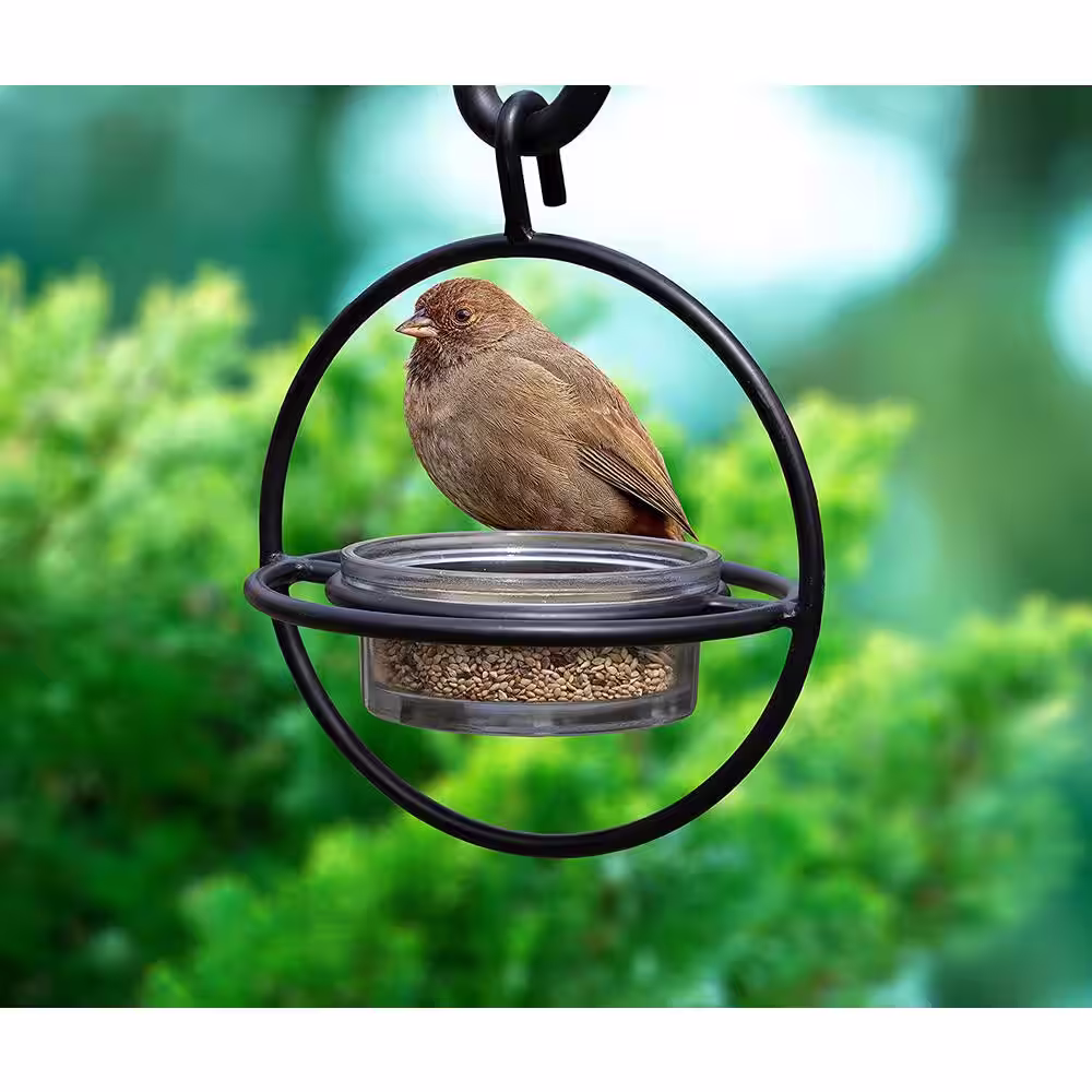Monarch Abode Monarch Circular Bird Feeder (Clear Glass Base) with Perch