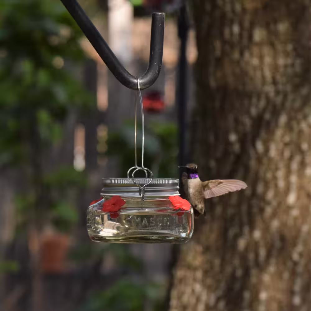 Wild Wings Mason Jar Glass Hummingbird Feeder